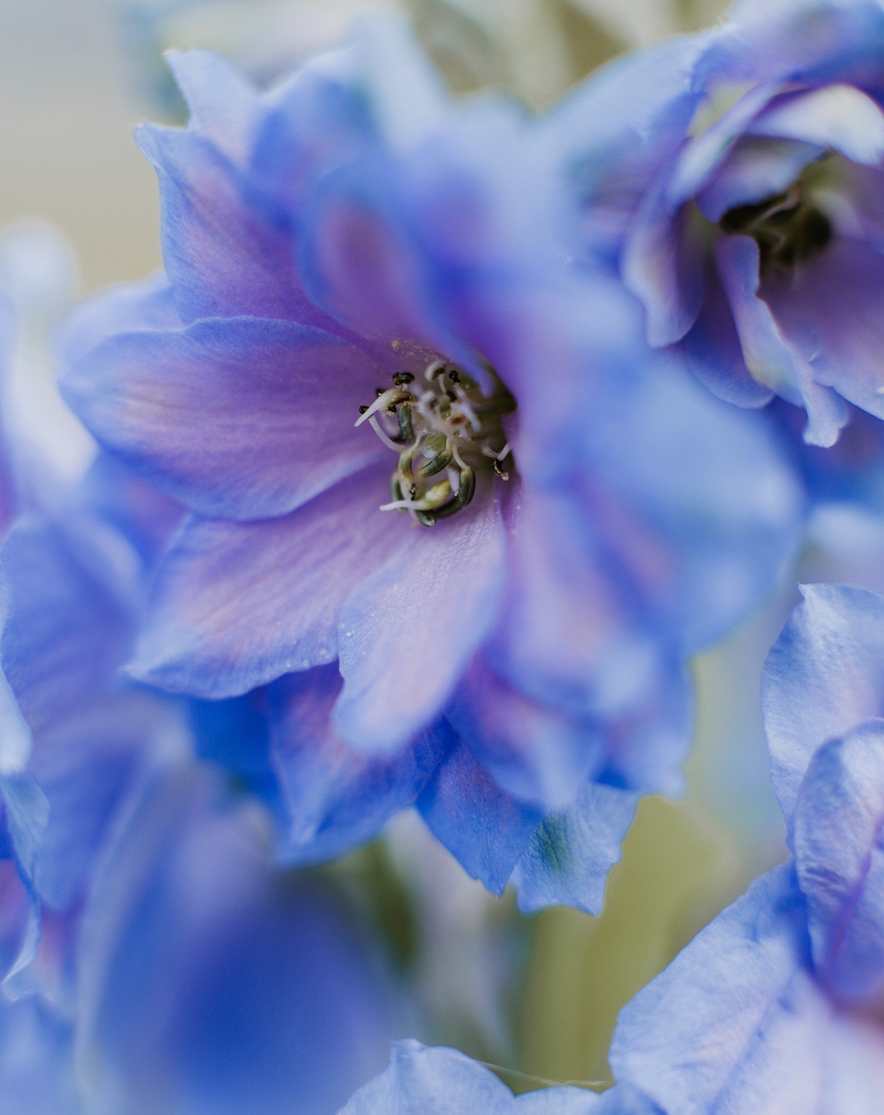 350 Blue with Pink ROCKET LARKSPUR DELPHINIUM Consolida Ajacis Seeds