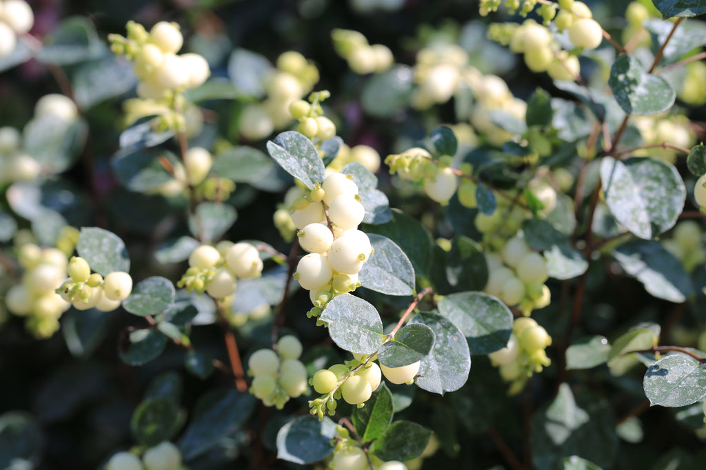 10 Dwarf CREEPING SNOWBERRY Shrub White Pink Flower Symphoricarpos Mollis Seeds