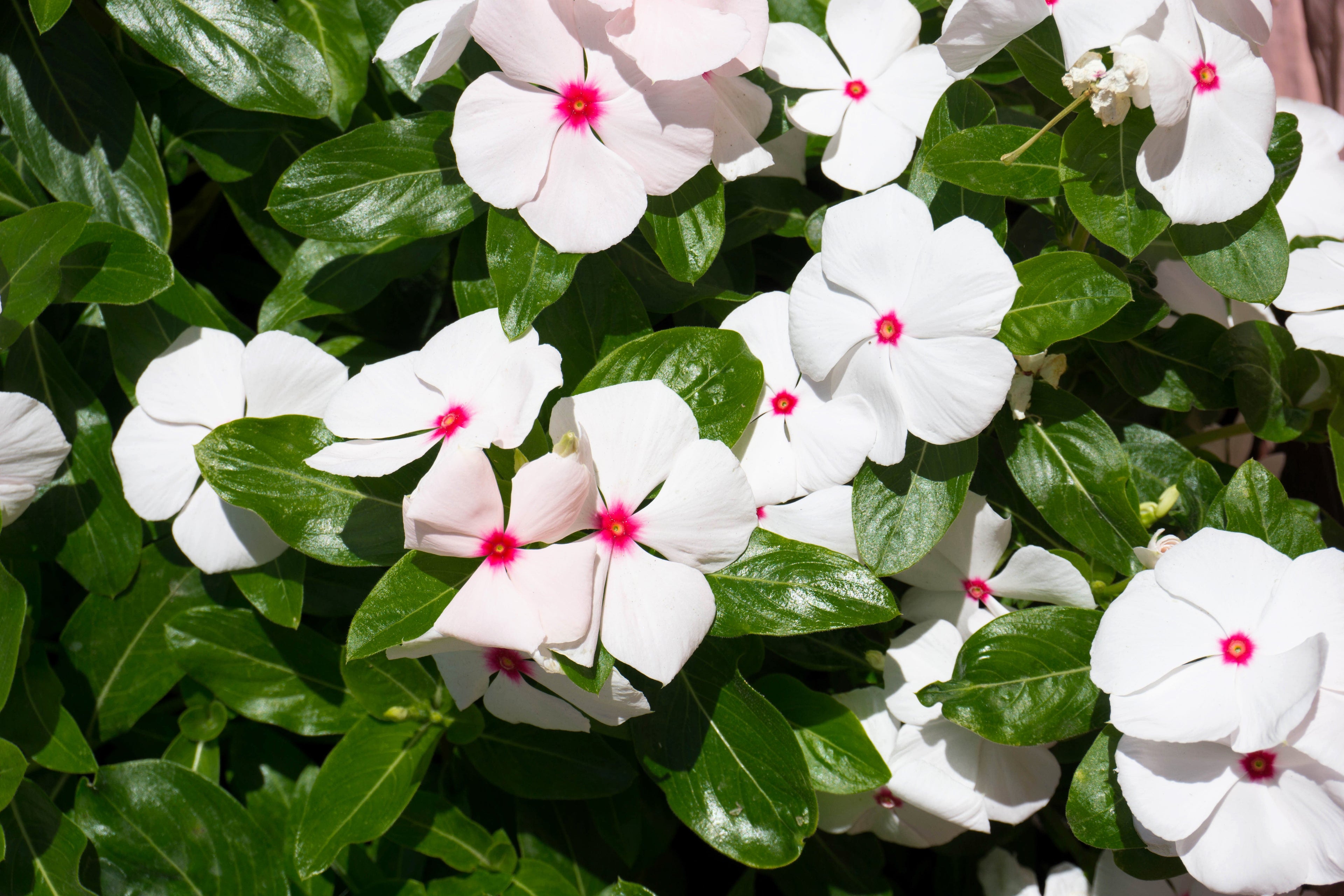 100 BRIGHT EYES PERIWINKLE Vinca Rosea Dwarf White & Pink Flower Seeds