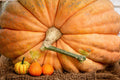 10 Dill's ATLANTIC GIANT PUMPKIN Up to 2000 lb Cucurbita Vegetable Seeds