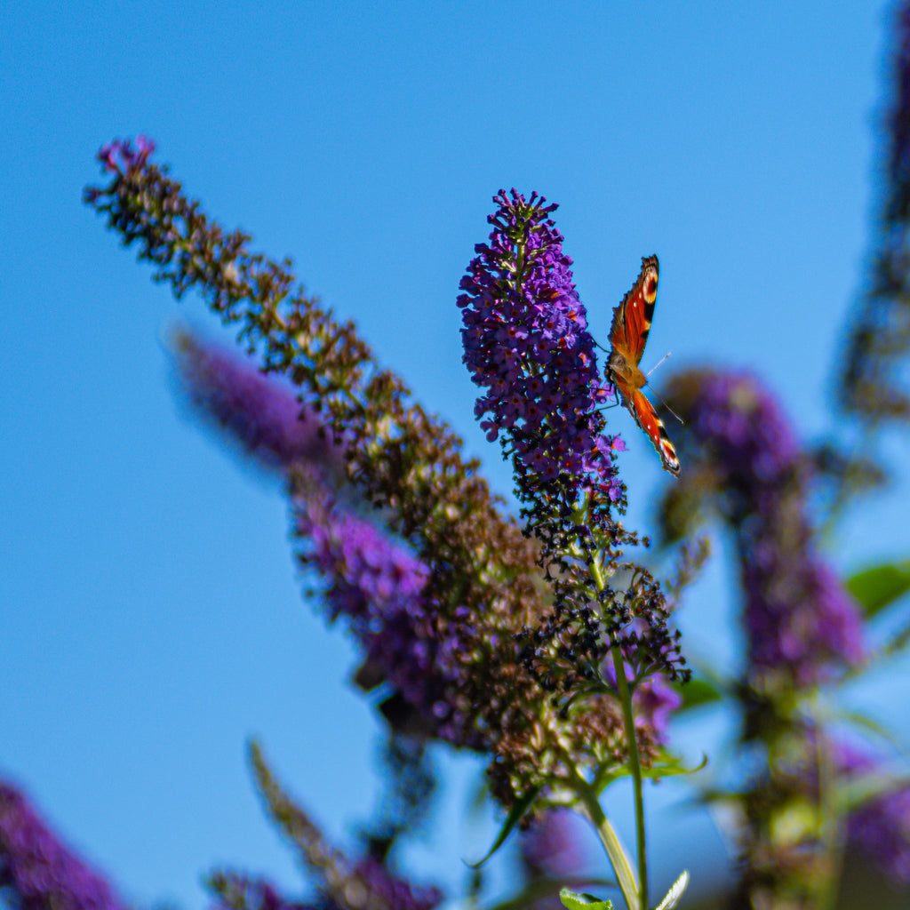 Buddleja Fragrant 50 Dark PURPLE BUTTERFLY BUSH Buddleja Davidii Hummingbird Shrub Fragr ...