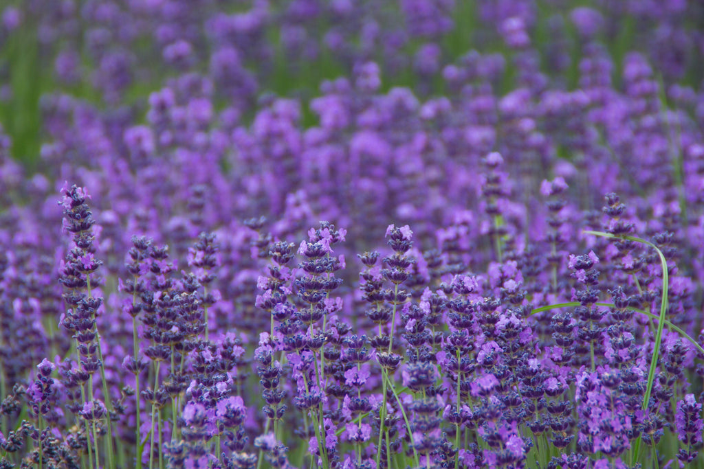 500 True ENGLISH LAVENDER VERA Lavandula Angustifolia Vera Herb Purple Flower Seeds