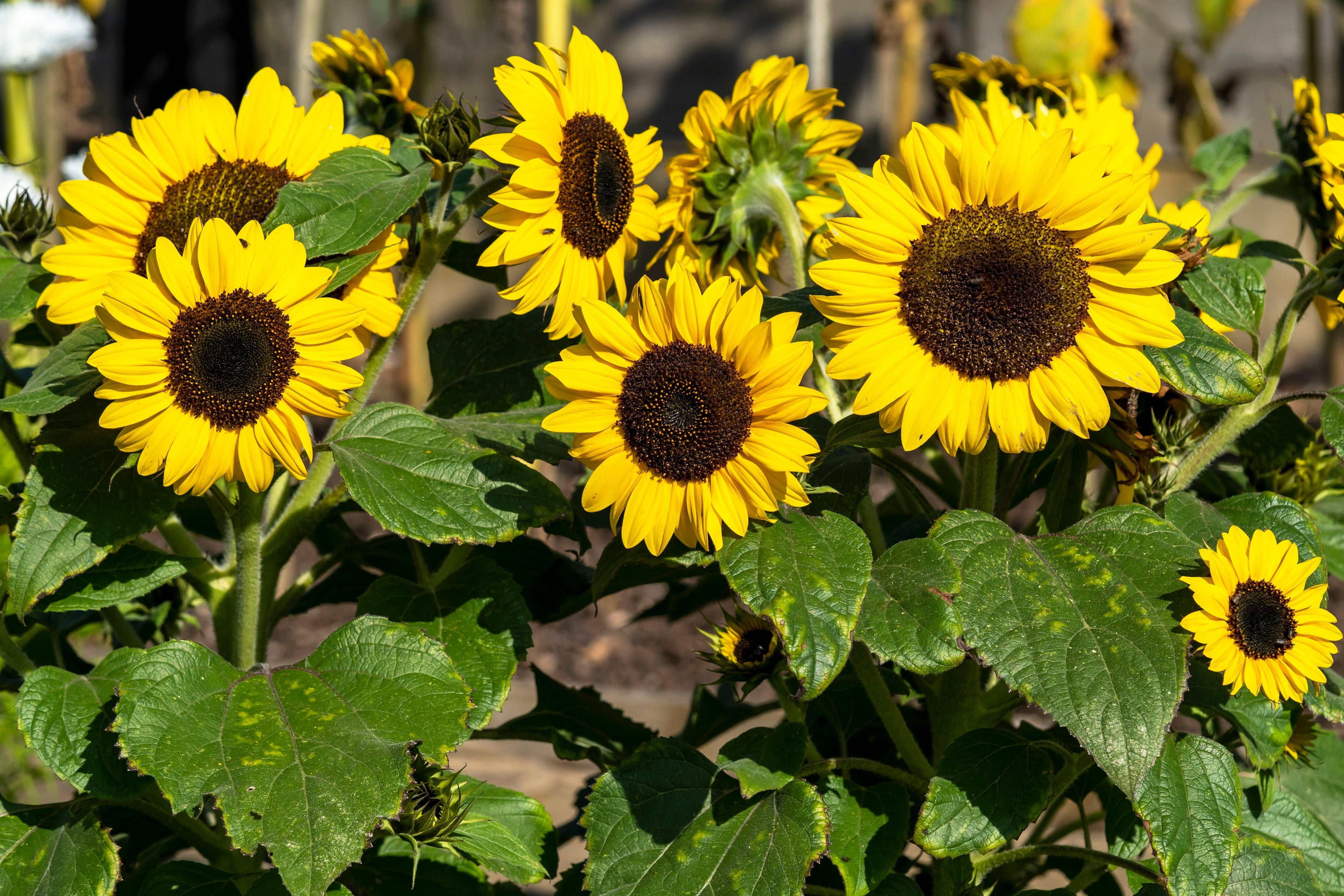 30 INCREDIBLE DWARF SUNFLOWER Helianthus Annuus Flower Seeds