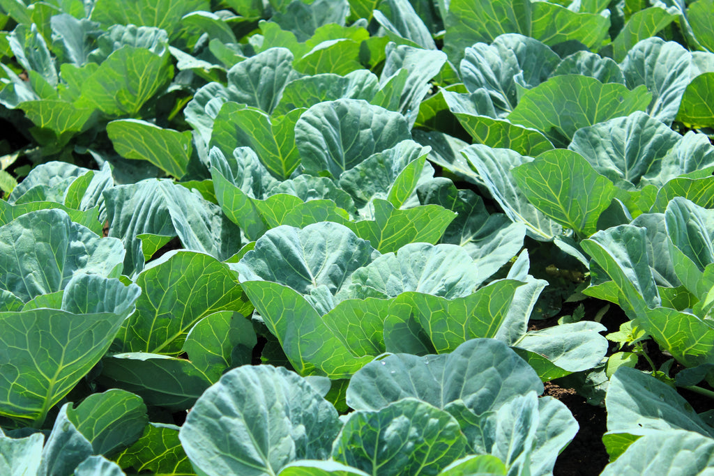 1000 GEORGIA COLLARDS (SOUTHERN or Walking Collards) Collard Greens Brassica Oleracea Acephala Vegetable Seeds