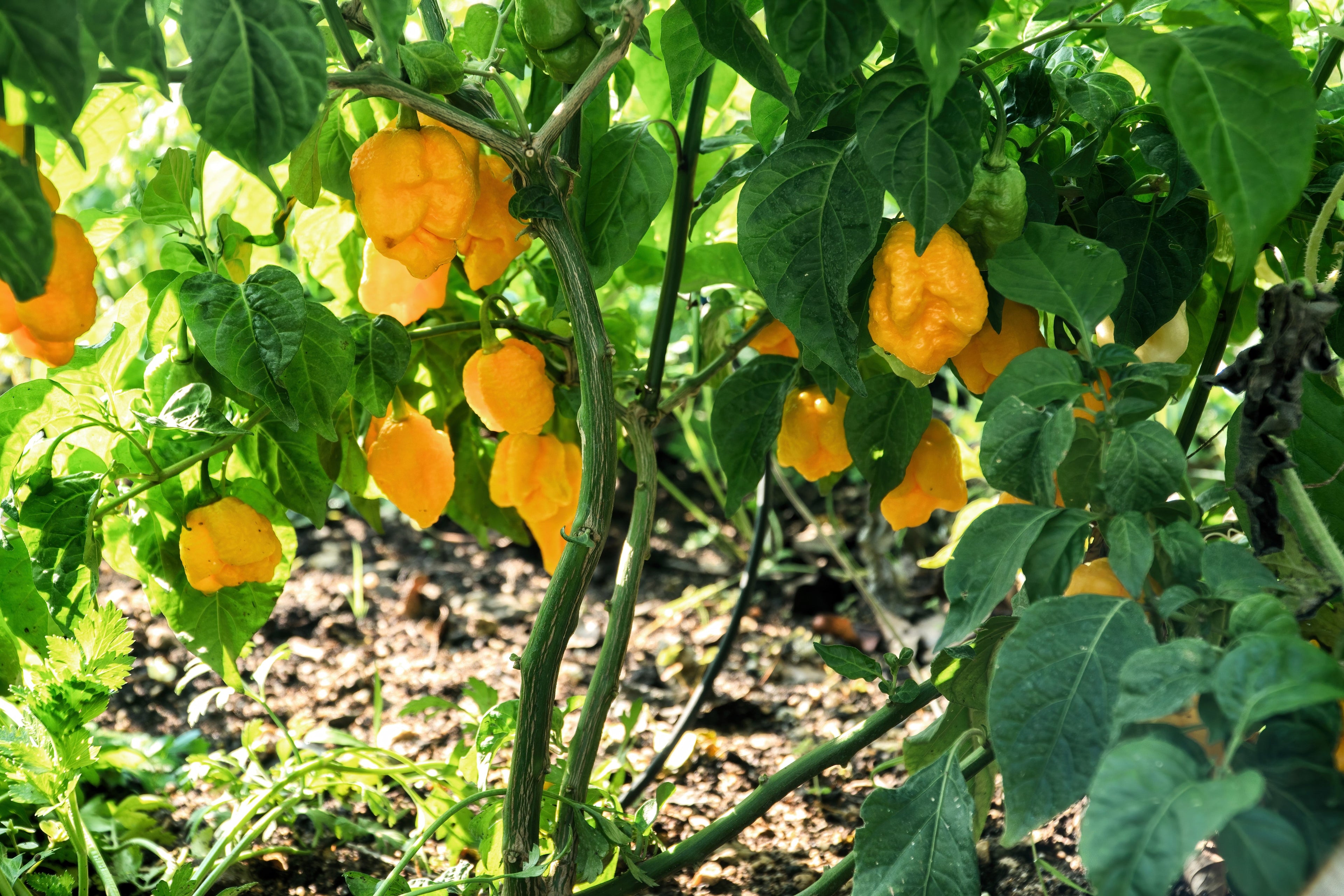 10 Yellow CAROLINA REAPER PEPPER World's Hottest Capsicum Chinense Hot Chili Vegetable Seeds
