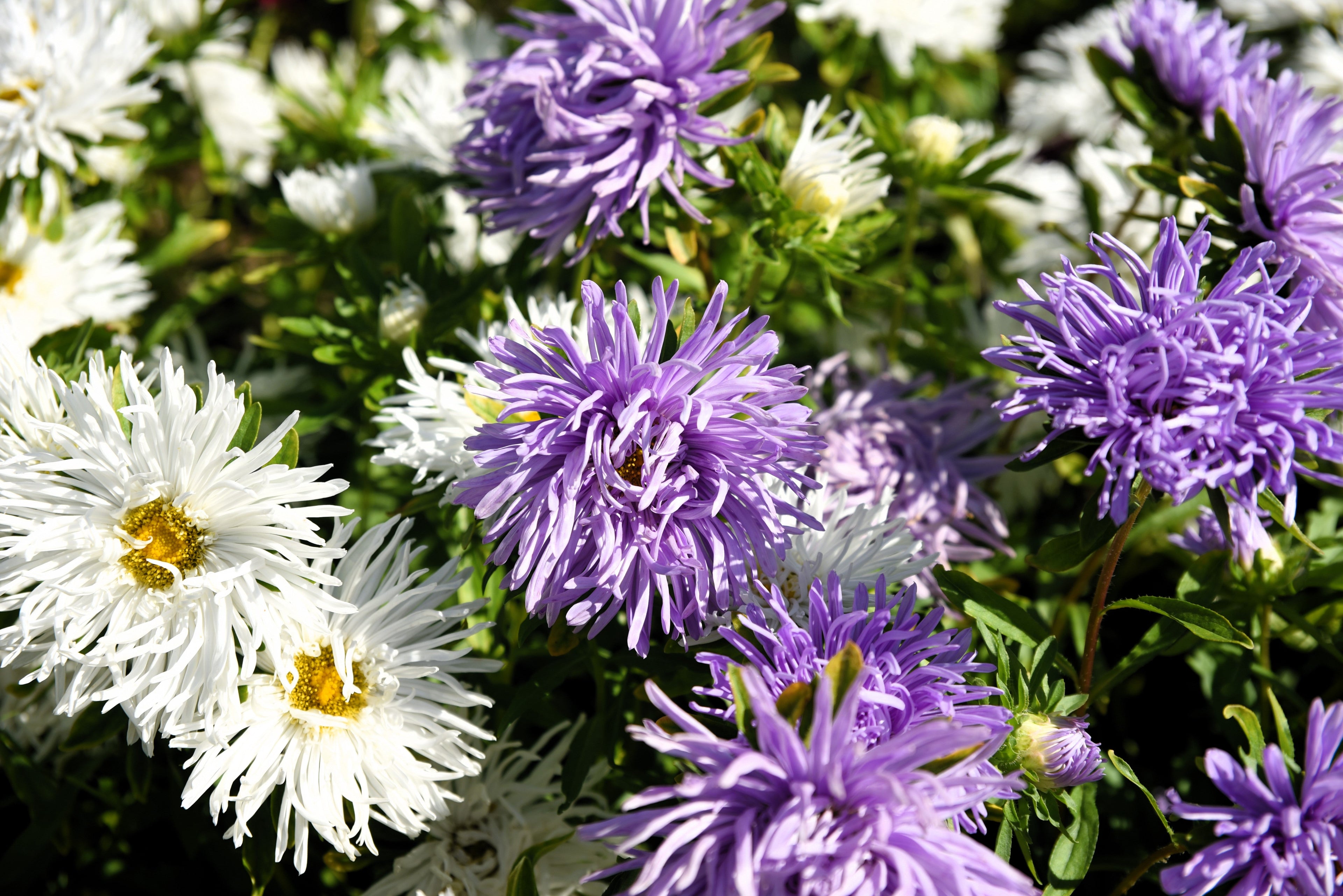 50 Mixed OSTRICH PLUME ASTER Feather Spider Callistephus Chinensis Flower Seeds