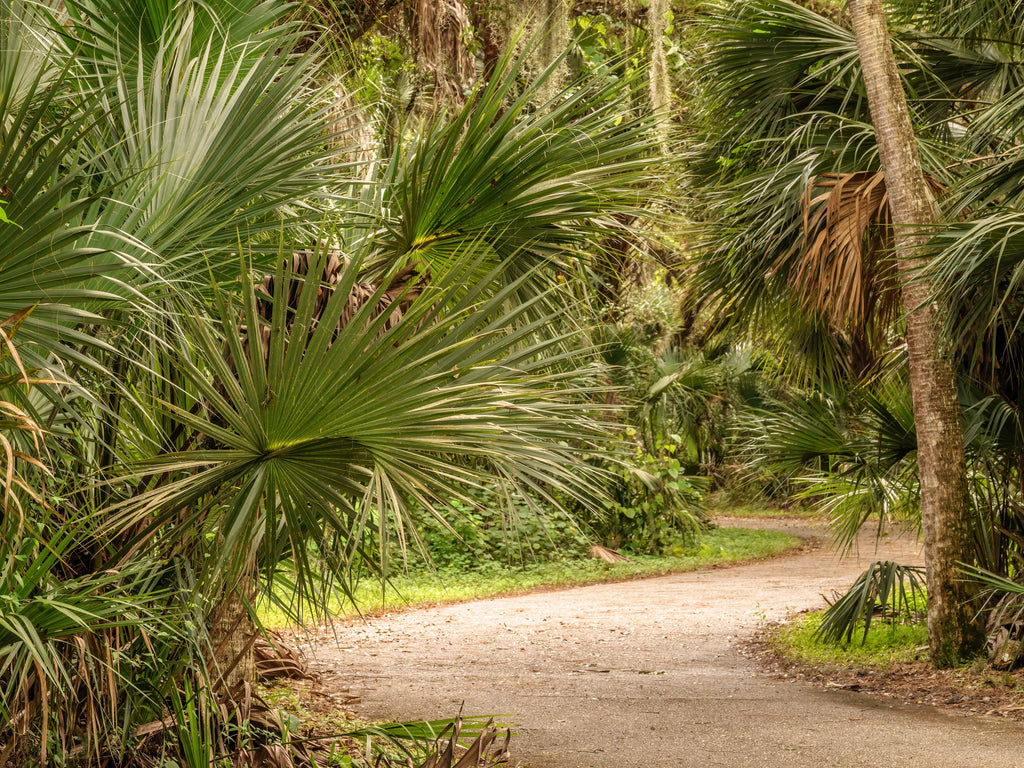 5 GREEN SAW PALMETTO Serenoa Repens American Dwarf Palm Tree Shrub Edible Fruit Sun or Shade Seeds