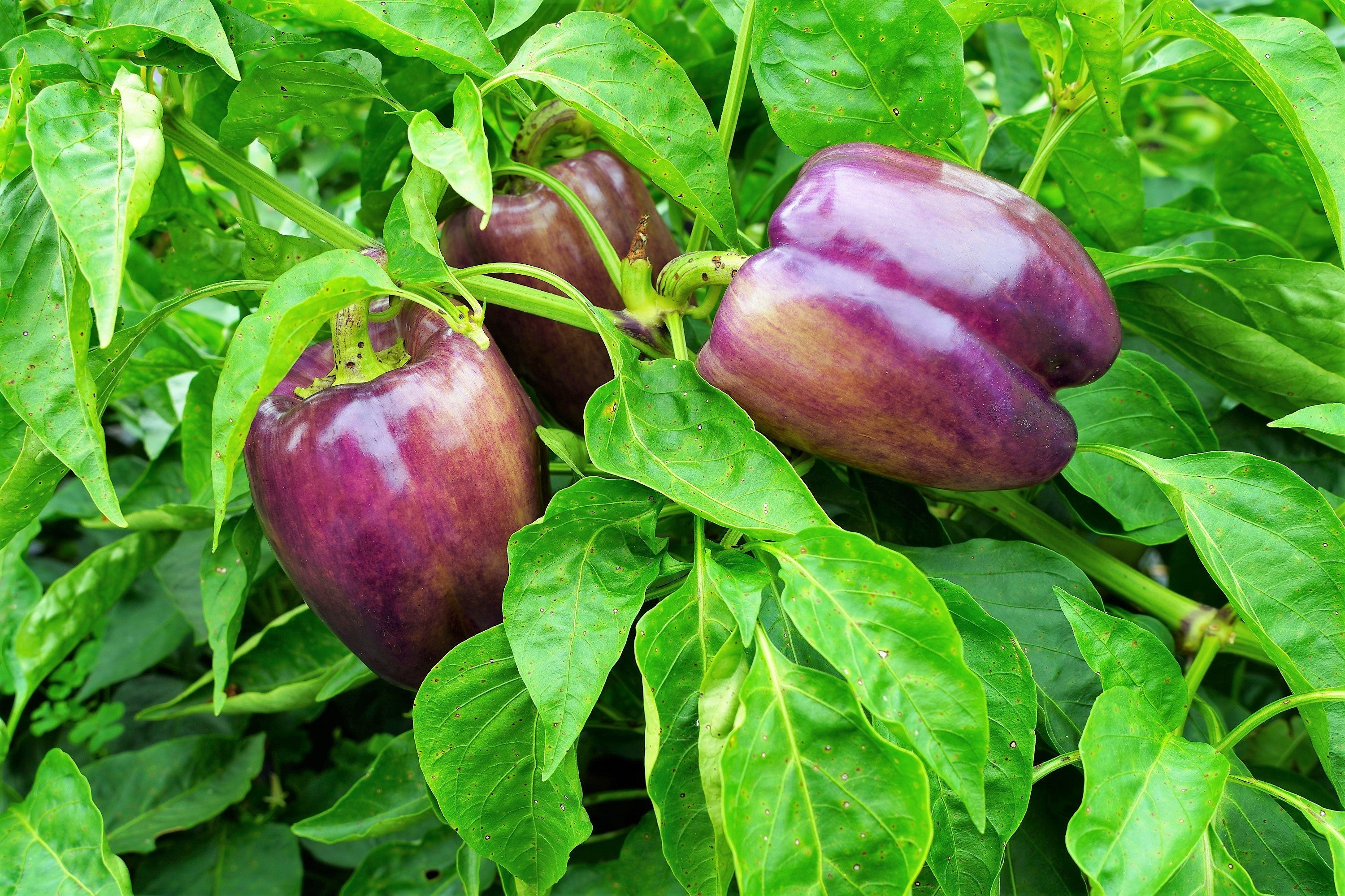 100 LILAC BELL PEPPER Capsicum Annuum Sweet Mild Purple Vegetable Seeds