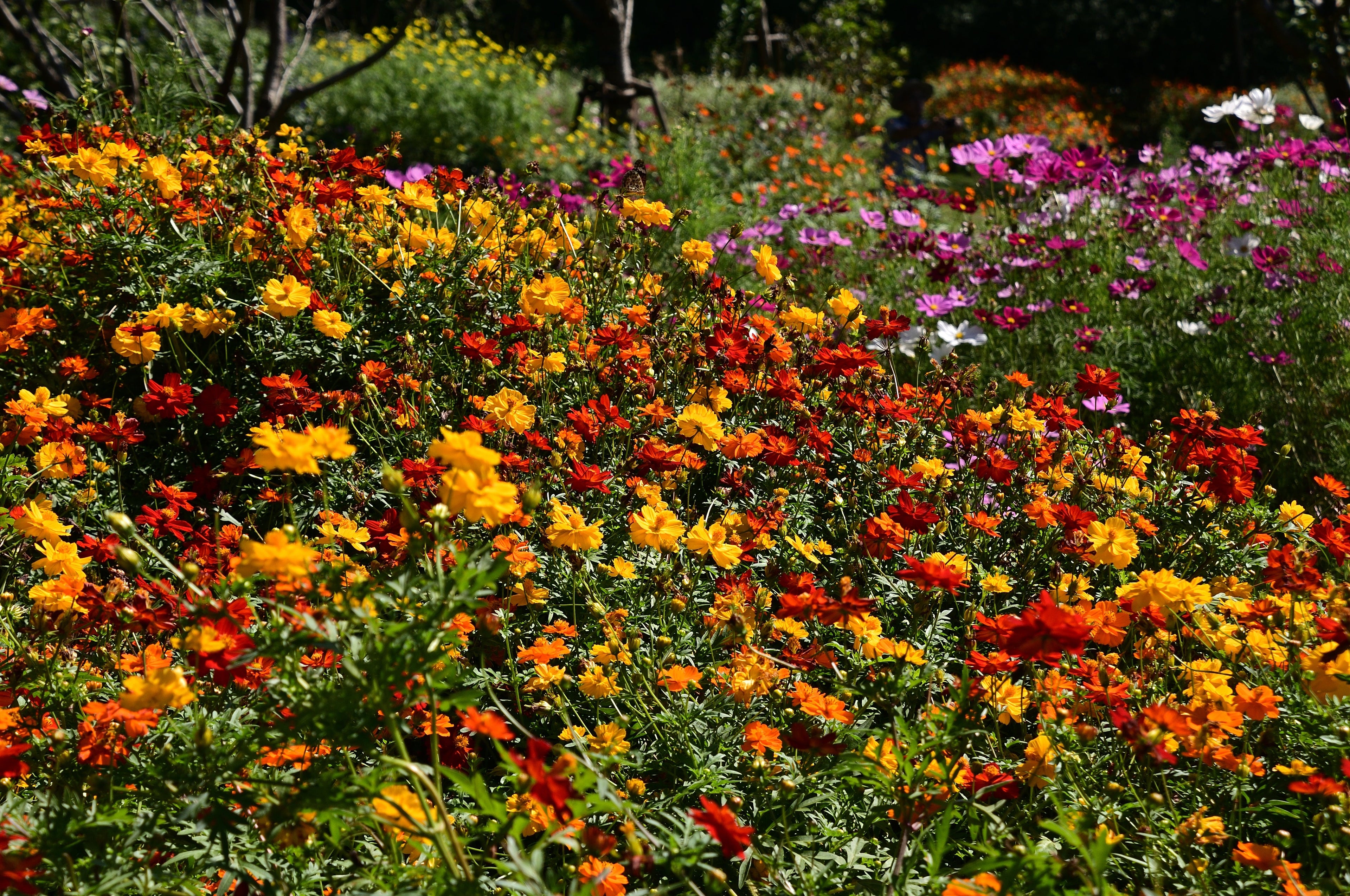 300 BRIGHT LIGHTS COSMOS Mix Mixed Colors Red Orange Yel Bipinnatus Flower Seeds