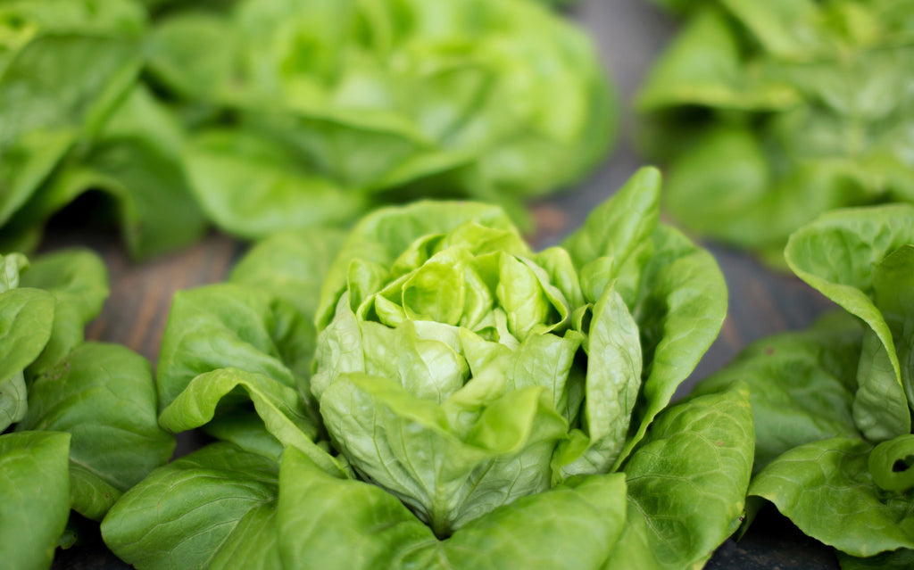 3000 WHITE BOSTON LETTUCE 12" Green Butterhead Lactuca Sativa Vegetable Seeds