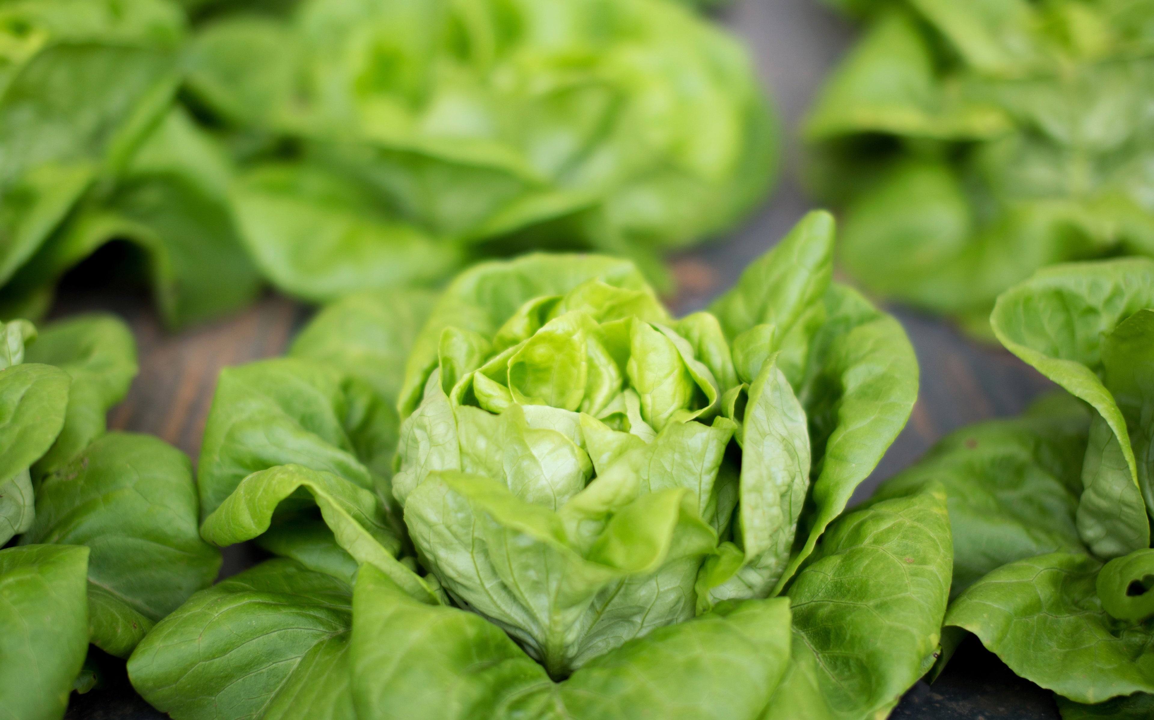 3000 WHITE BOSTON LETTUCE 12" Green Butterhead Lactuca Sativa Vegetable Seeds