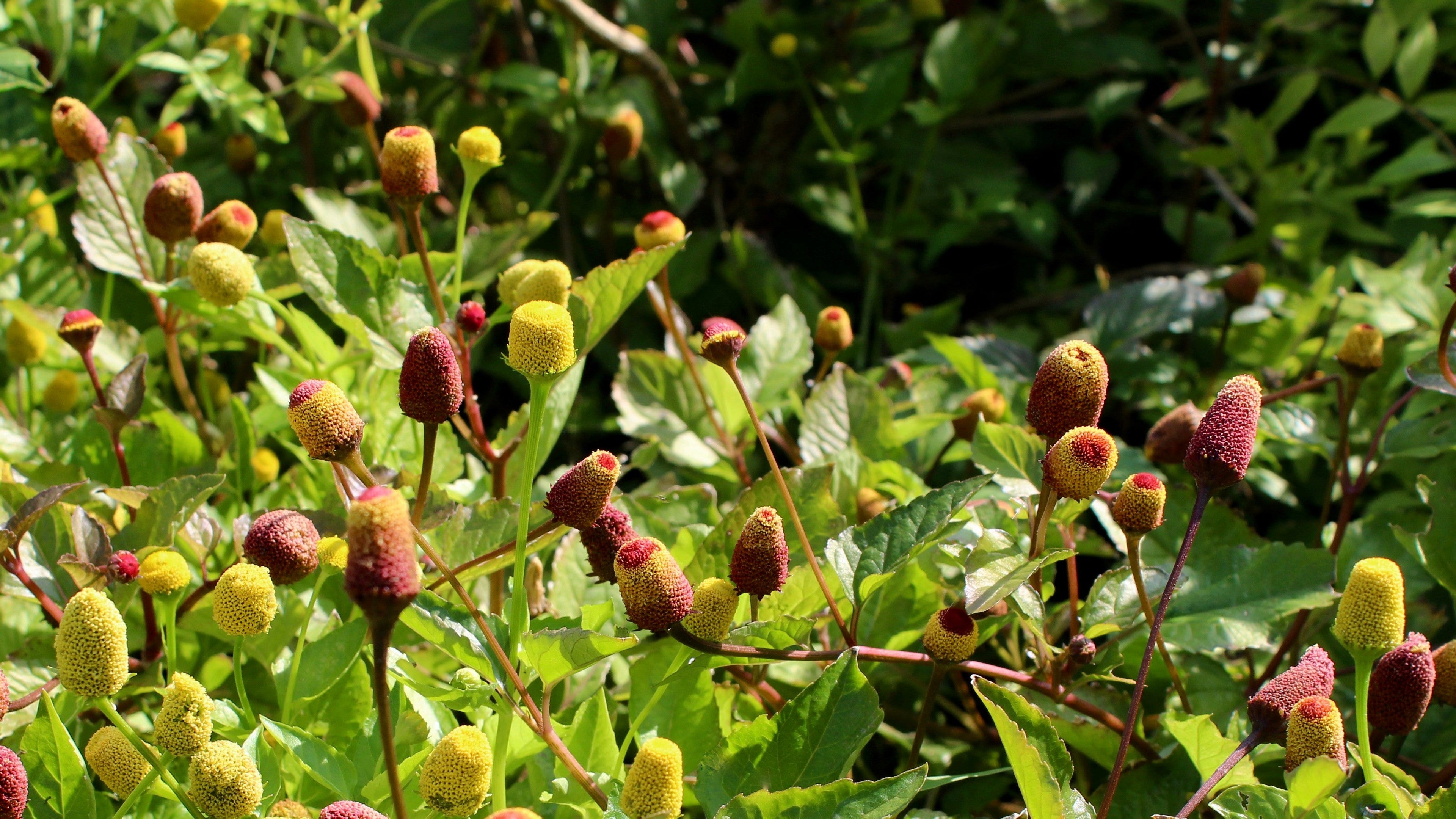 100 TOOTHACHE / EYEBALL PLANT Spilanthes Oleracea Red & Yellow Flower Herb Seeds