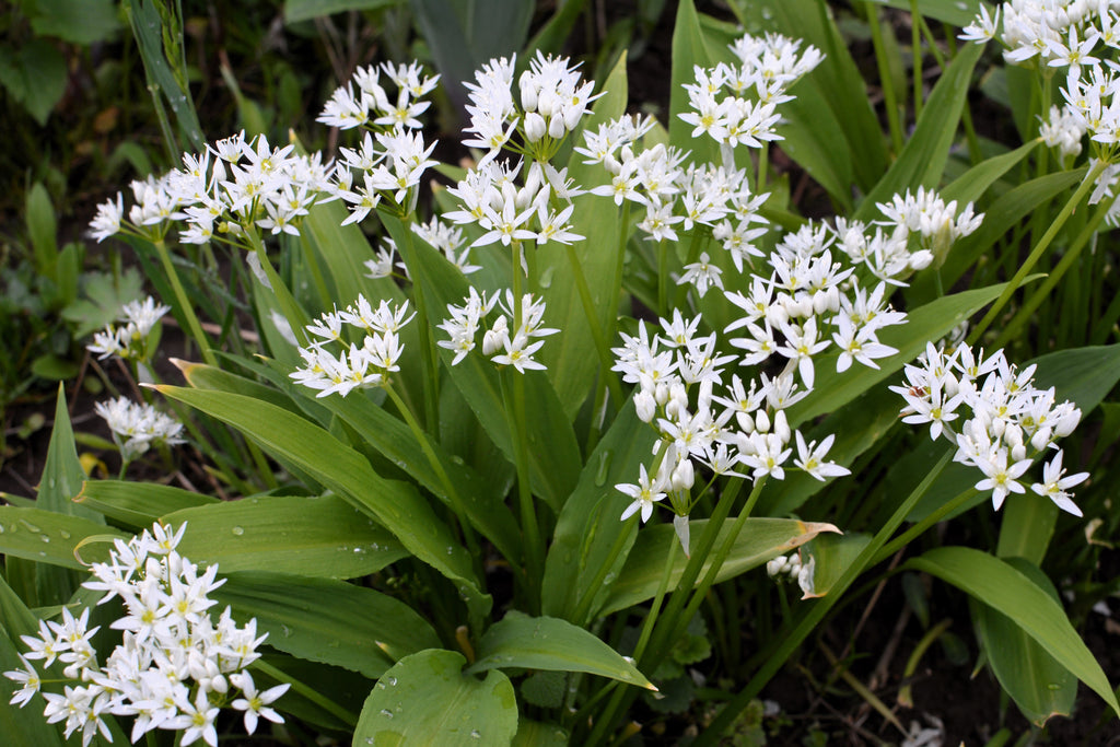 10 RAMSONS / WILD Bear GARLIC Allium Ursinum Vegetable Herb White Flower Seeds
