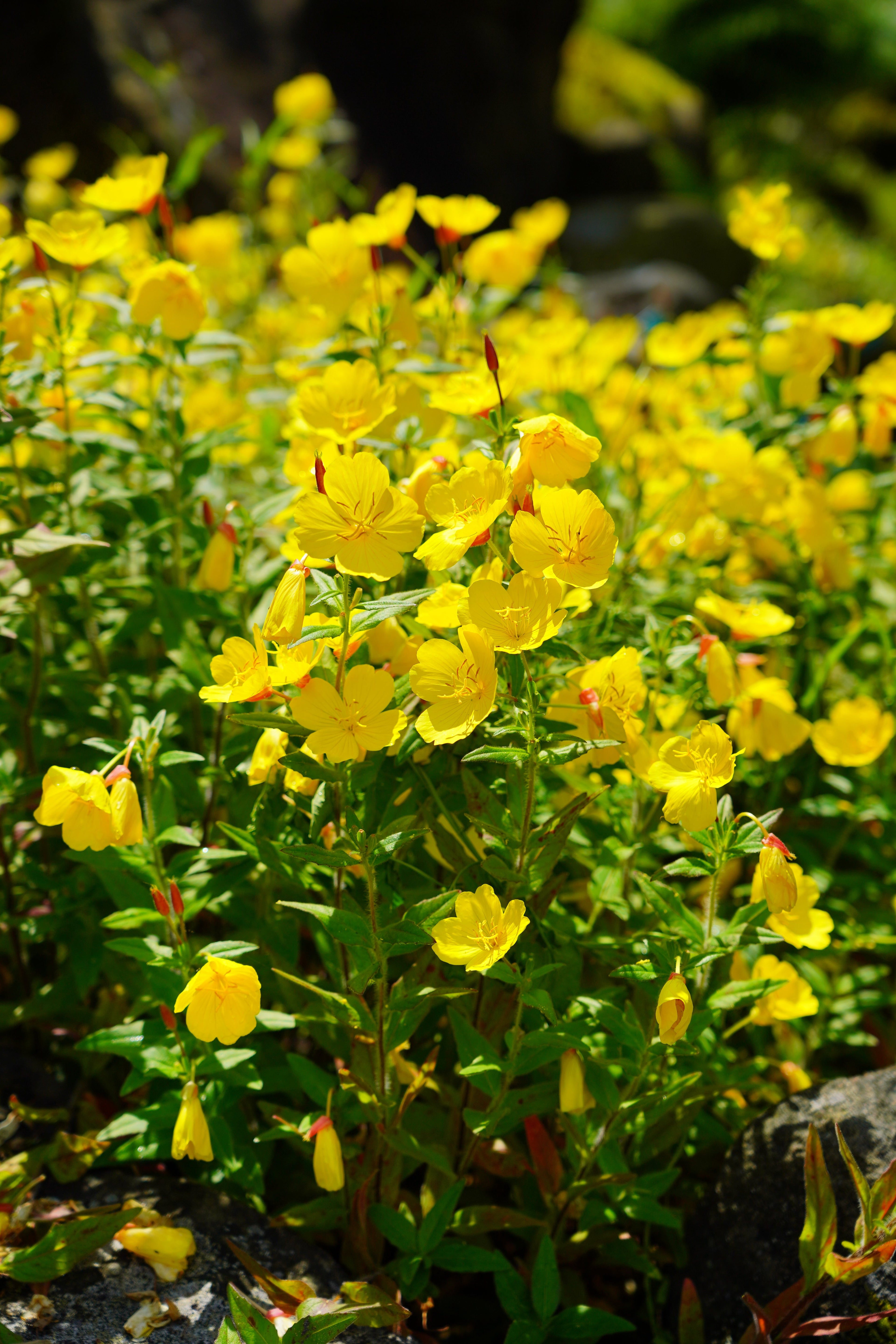 1000 YELLOW EVENING PRIMROSE Oenothera lamarckiana Flower Seeds