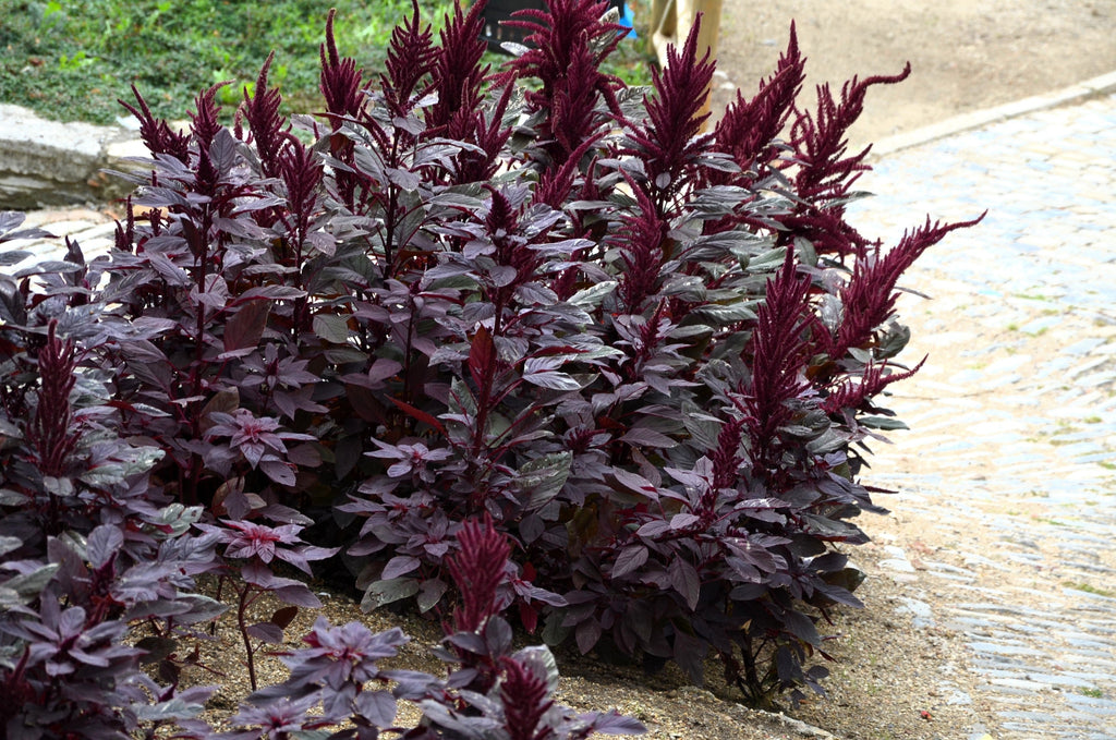 250 BURGUNDY AMARANTHUS Hypochondriacus Amaranth Grain Vegetable Flower Seeds