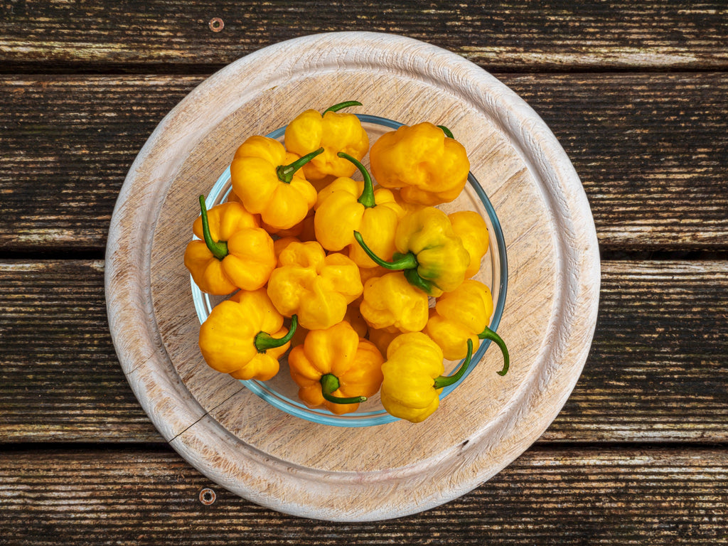 40 Yellow JAMAICAN HOT PEPPER Capsicum Chinense Scotch Bonnet Vegetable Seeds