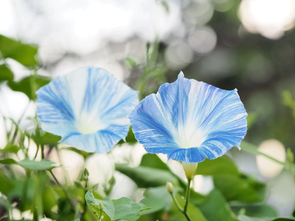 50 Blue & White FLYING Saucers MORNING GLORY Flower Vine Ipomoea Purpurea Seeds