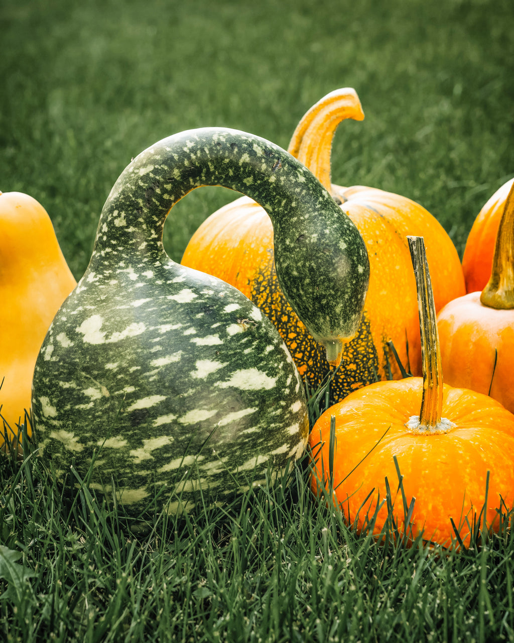 15 GOOSENECK / Bottle / SWAN GOURD Lagenaria Siceraria Vine Seeds