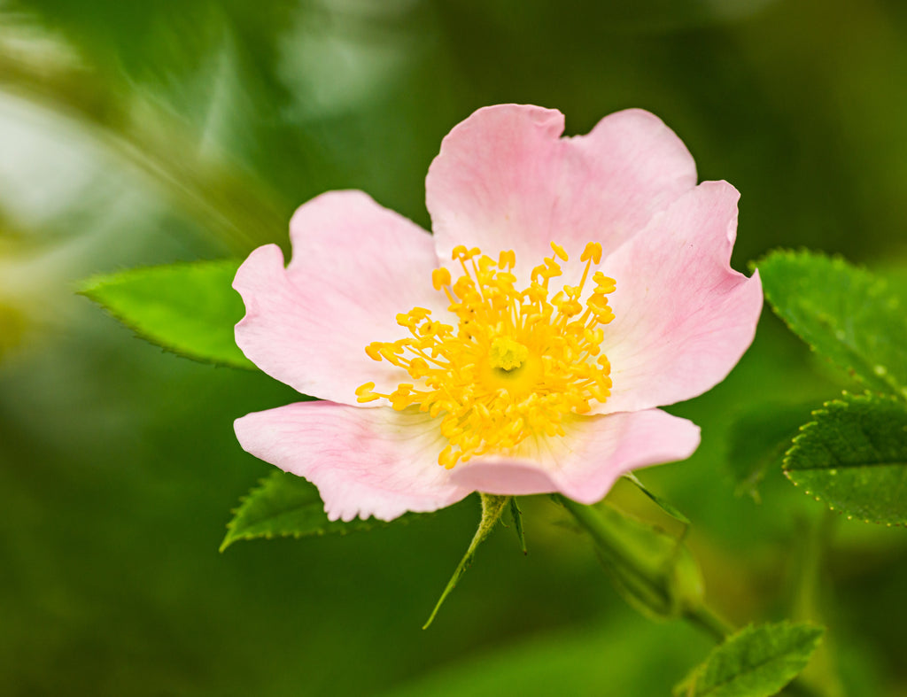 50 Thornless Pink DOG BRIER ROSE Bush Rosa Canina Inermis Victory Garden Fragrant Flower Seeds