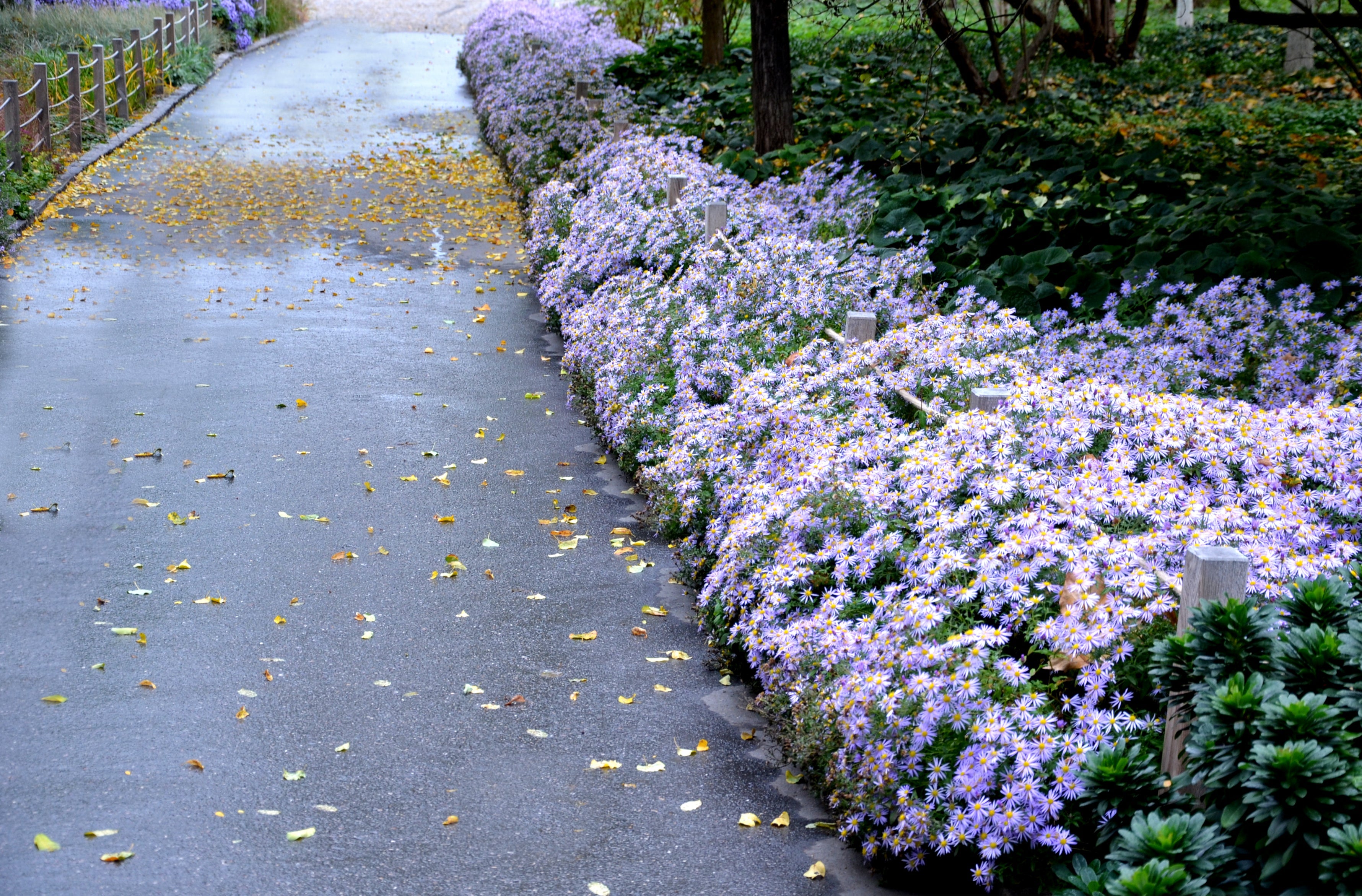 100 HEART LEAVED ASTER Cordifolius Symphyotrichum Blue Wood Aster Flower Seeds