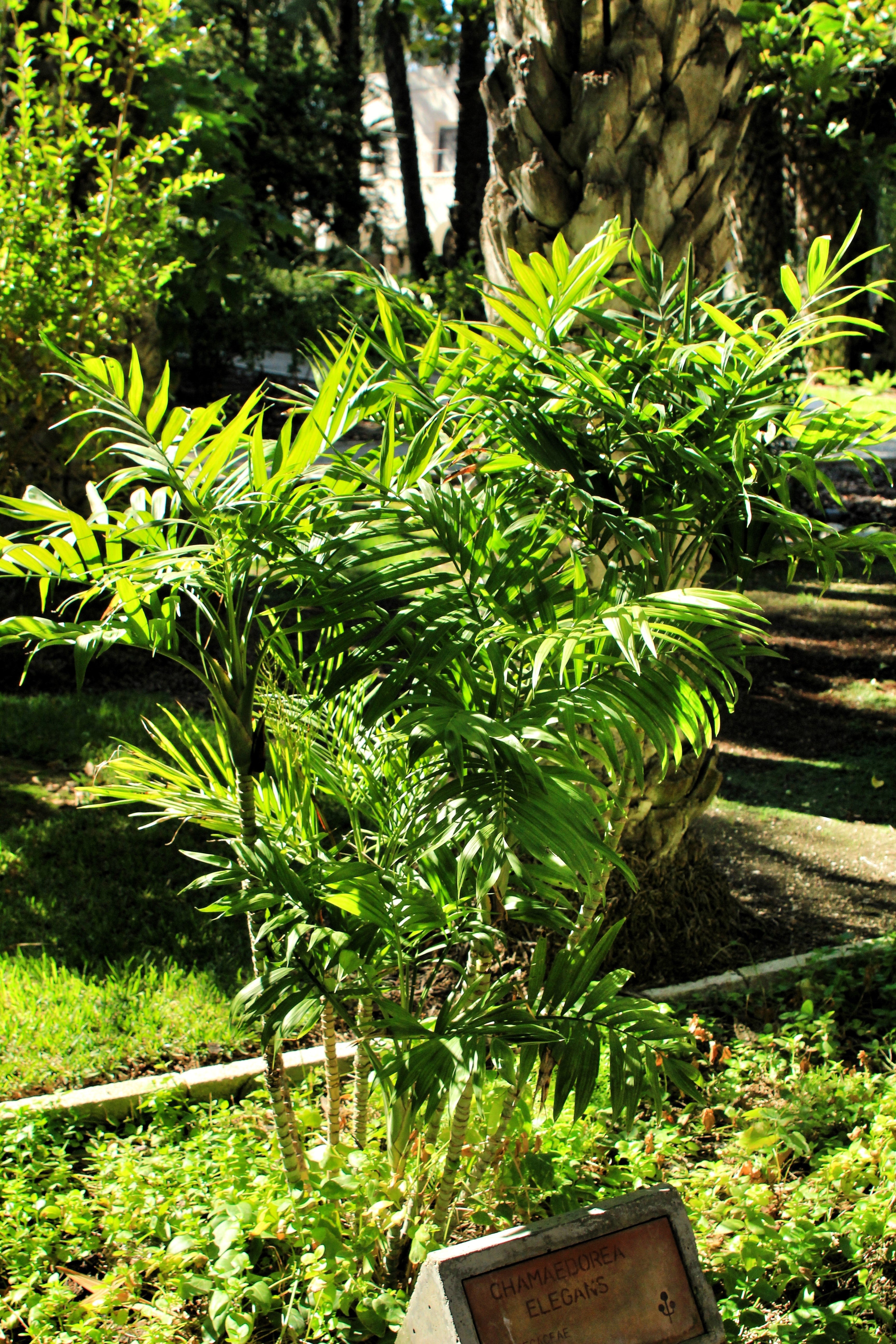 15 PARLOR PALM Neanthe Bella Palm Chamaedorea Elegans Tree Houseplant Seeds