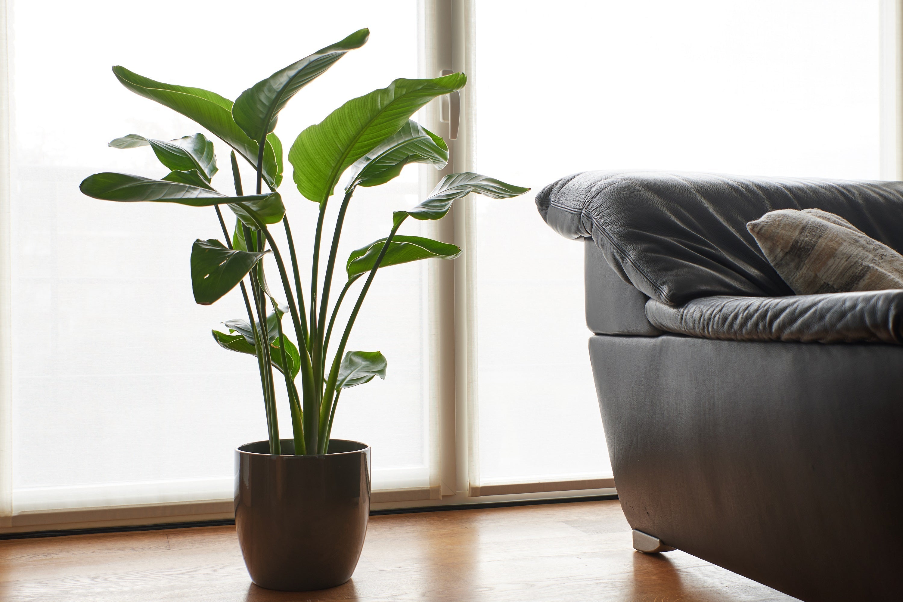 5 GIANT BIRD OF PARADISE Tree Strelitzia Nicolai Wild Banana White Crane Blue Purple Flower Houseplant Seeds