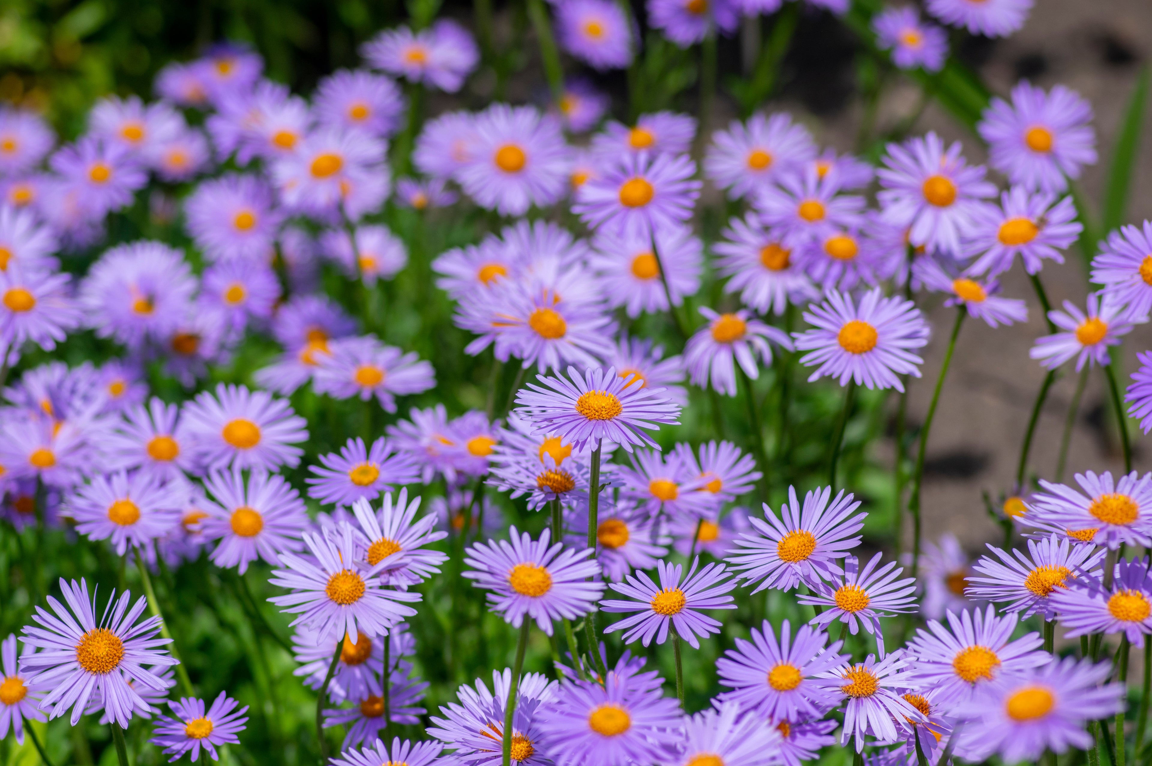 50 Blue EAST INDIES ASTER Tongolensis Flower Seeds