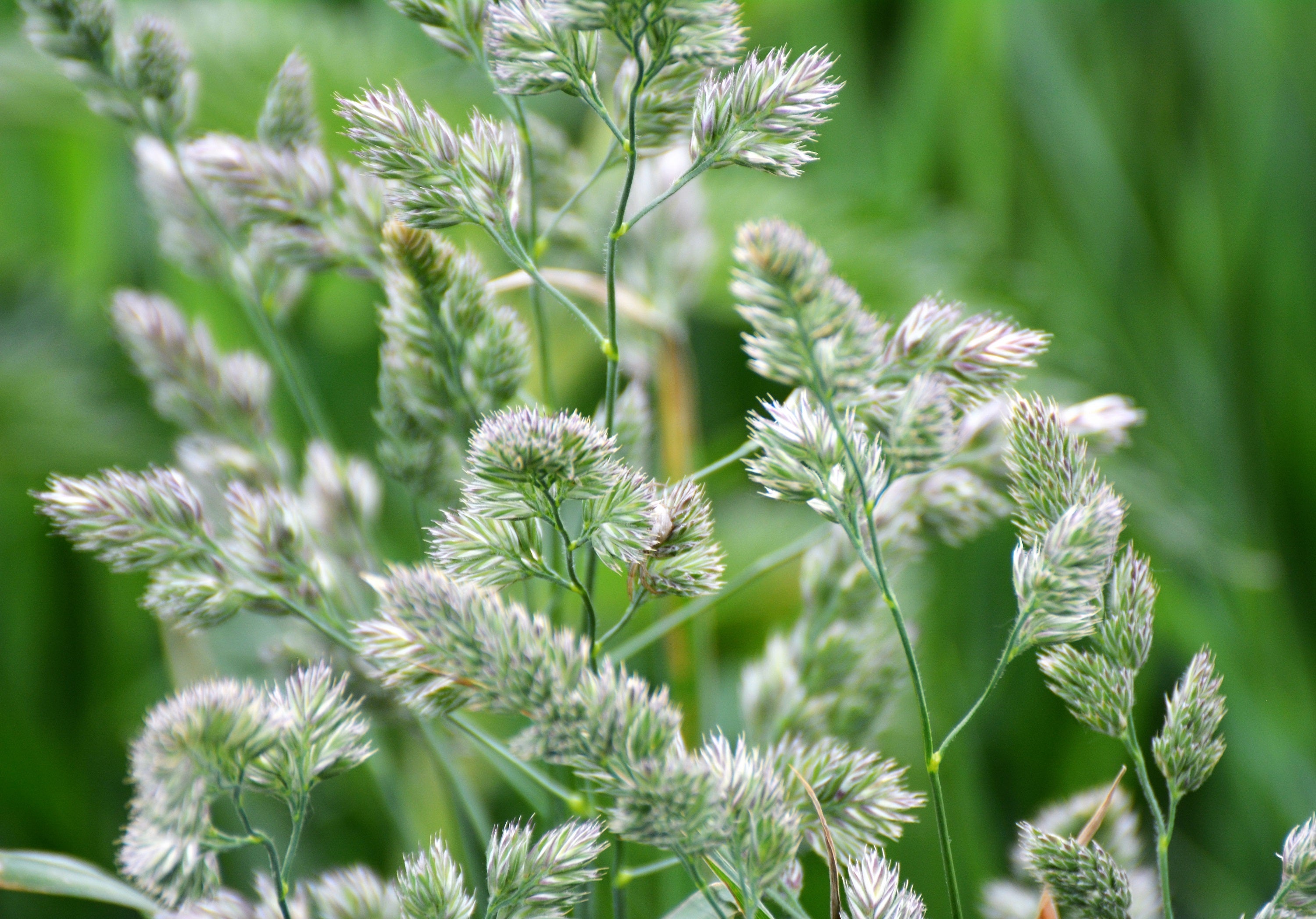 3000 QUICKDRAW ORCHARDGRASS Cat Grass Petgrass Cocksfoot Cool-Season Sun or Shade Dactylis GlomerataPerennial Bunchgrass Quick Draw Grass Seeds