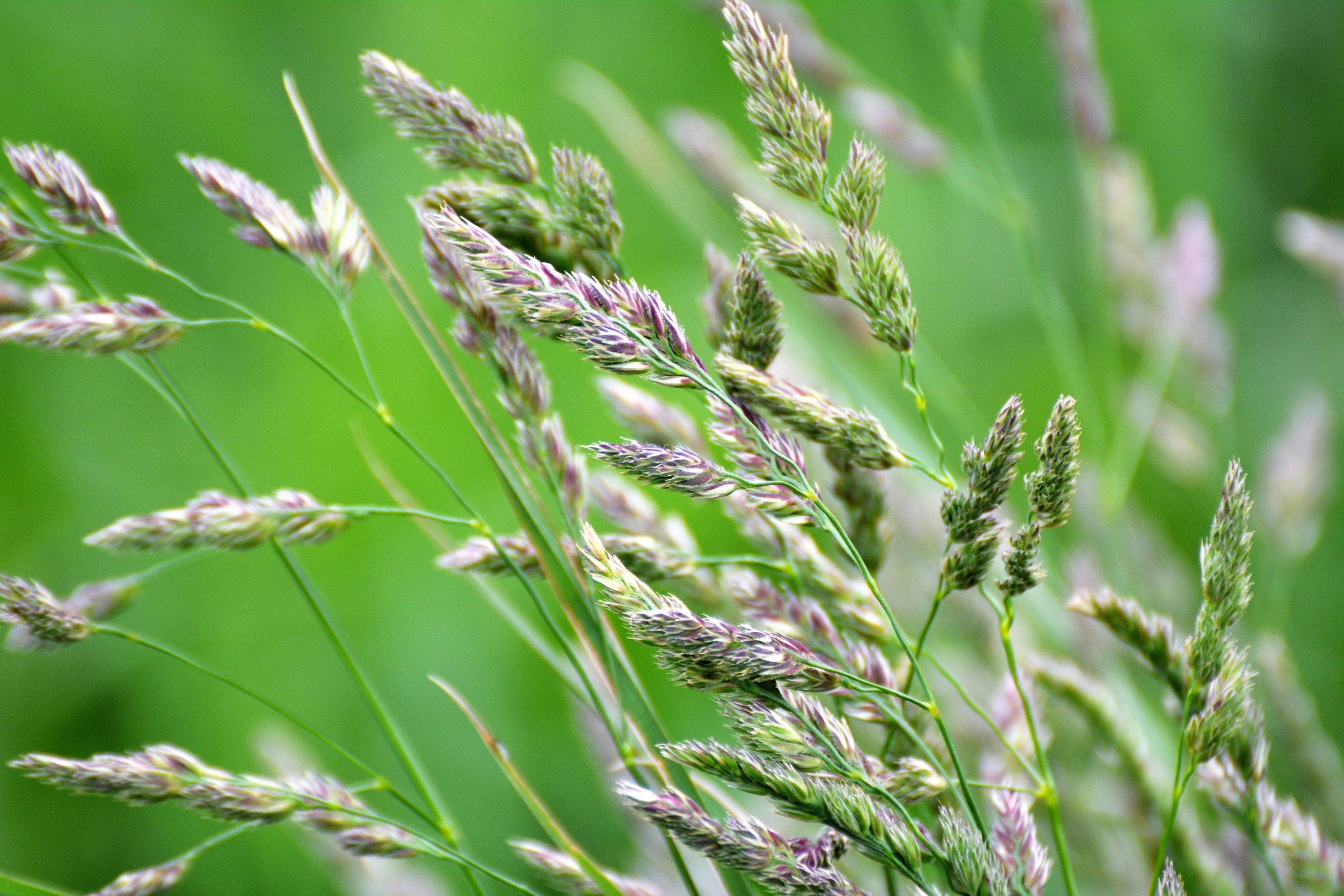 3000 QUICKDRAW ORCHARDGRASS Cat Grass Petgrass Cocksfoot Cool-Season Sun or Shade Dactylis GlomerataPerennial Bunchgrass Quick Draw Grass Seeds