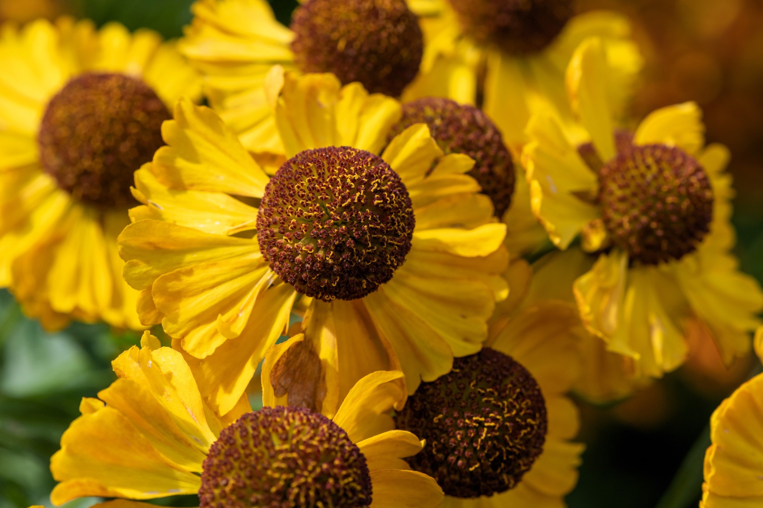 100 HELENIUM ' AUTUMN LEAVES ' Mix Helenium Autumnale Sneezeweed Mixed Colors Flower Seeds