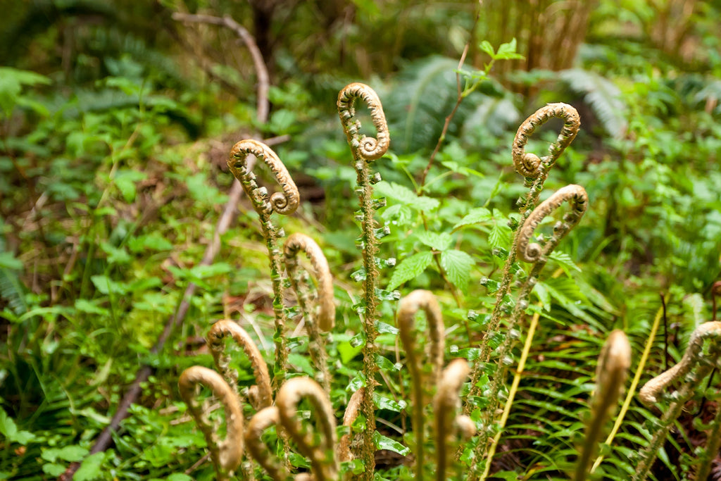 1500 Western SWORD FERN Giant Holly Swordfern Polystichum Munitum Aspidium Solitarium Spores Seeds