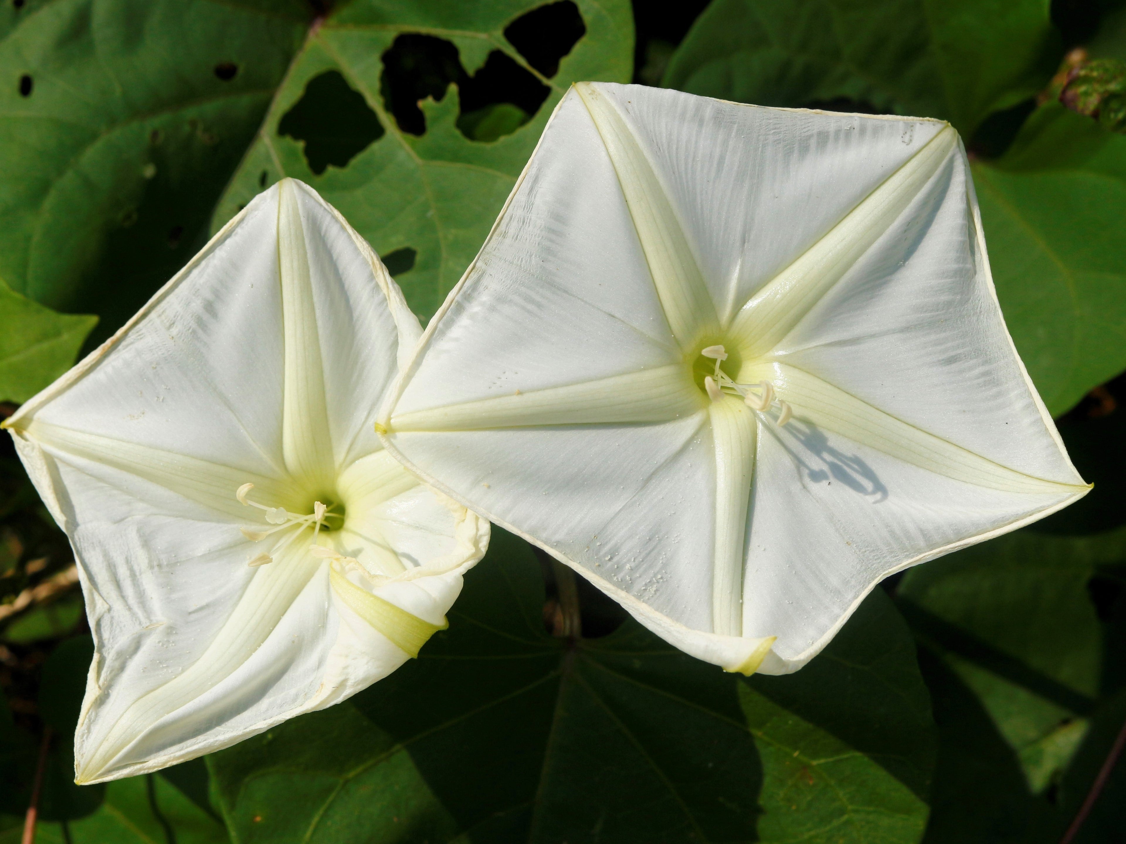 50 MOONFLOWER MORNING GLORY White Moon Flower Ipomoea Alba Flower Vine Seeds