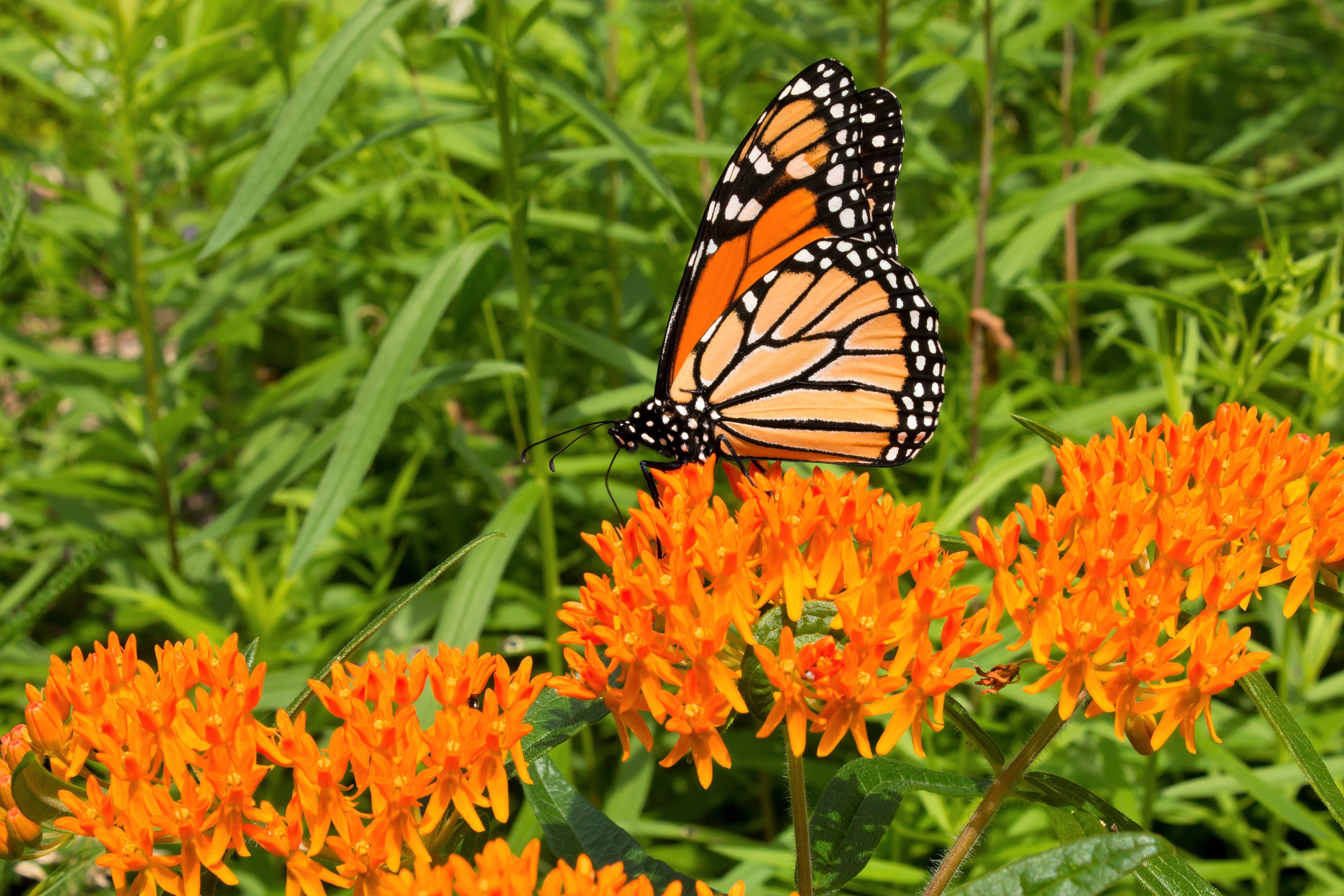 10 GAY BUTTERFLIES MILKWEED Red Yellow Orange Mix Asclepias Tuberosa Butterfly Weed Flower Seeds