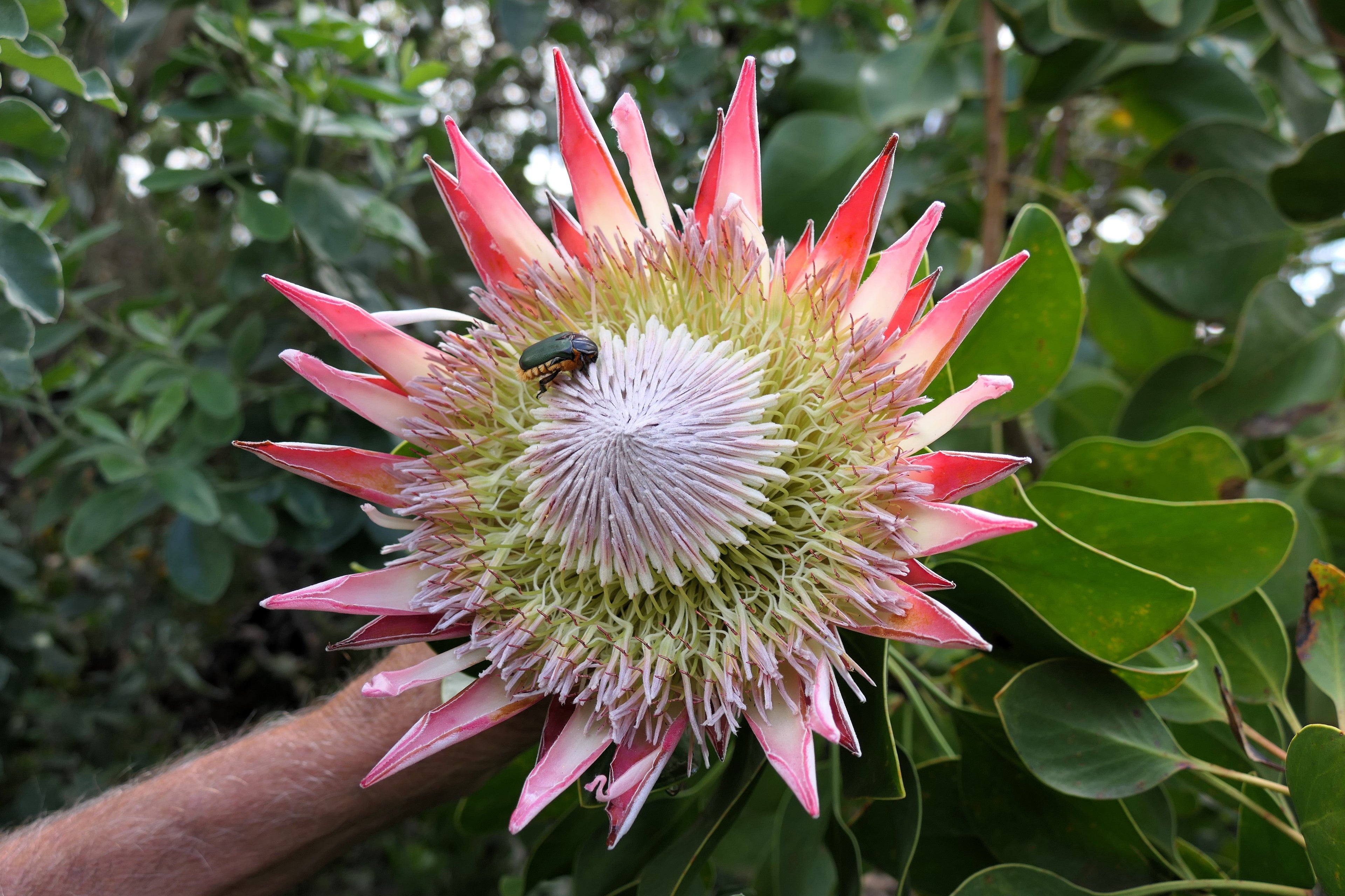 5 Giant KING PROTEA Cynaroides Sugarbush Rare 12" Flower Seeds
