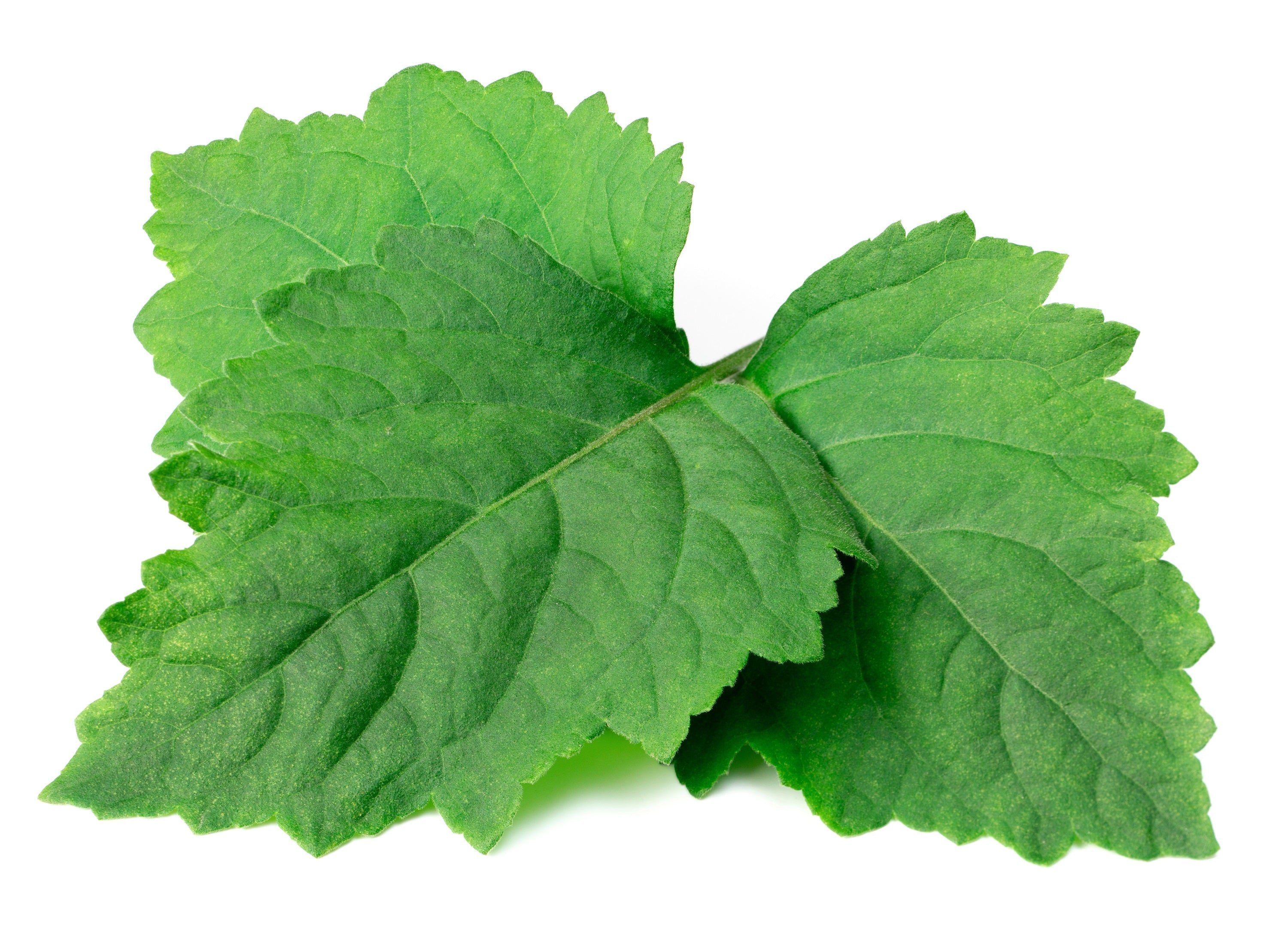 5 TRUE PATCHOULI SHRUB Fragrant Patchouly Pogostemon Cablin Herb Seeds