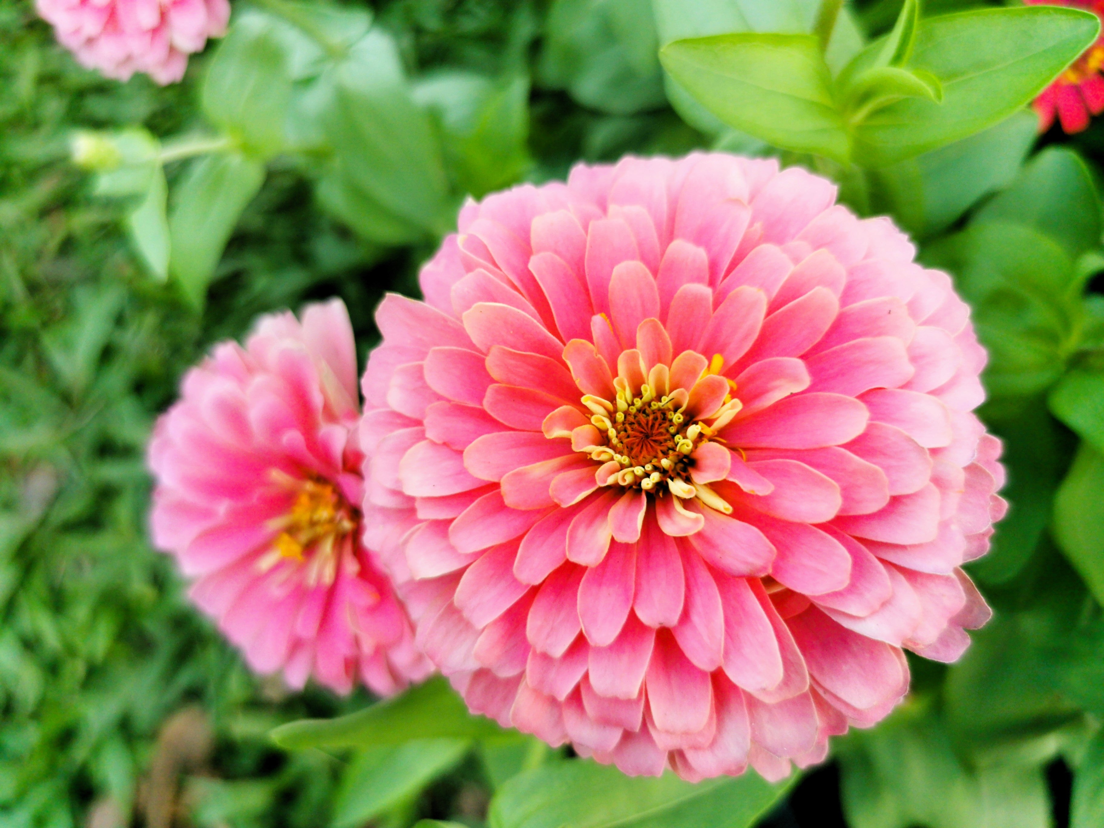500 Mixed Colors CALIFORNIA GIANT ZINNIA Elegans Flower Seeds