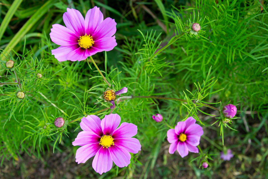 150 Pink COSMOS RADIANCE Bipinnatus Flower Seeds