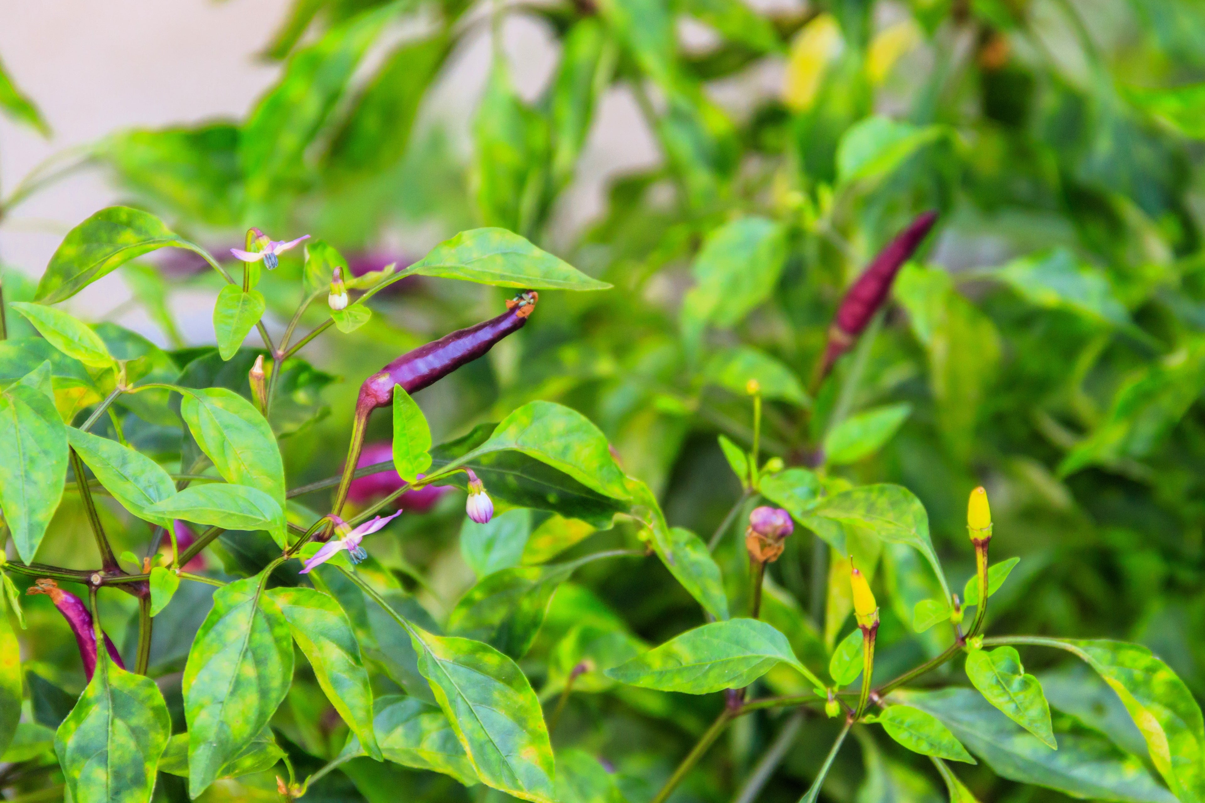 50 PURPLE CAYENNE PEPPER Hot Capsicum Annuum Vegetable Seeds