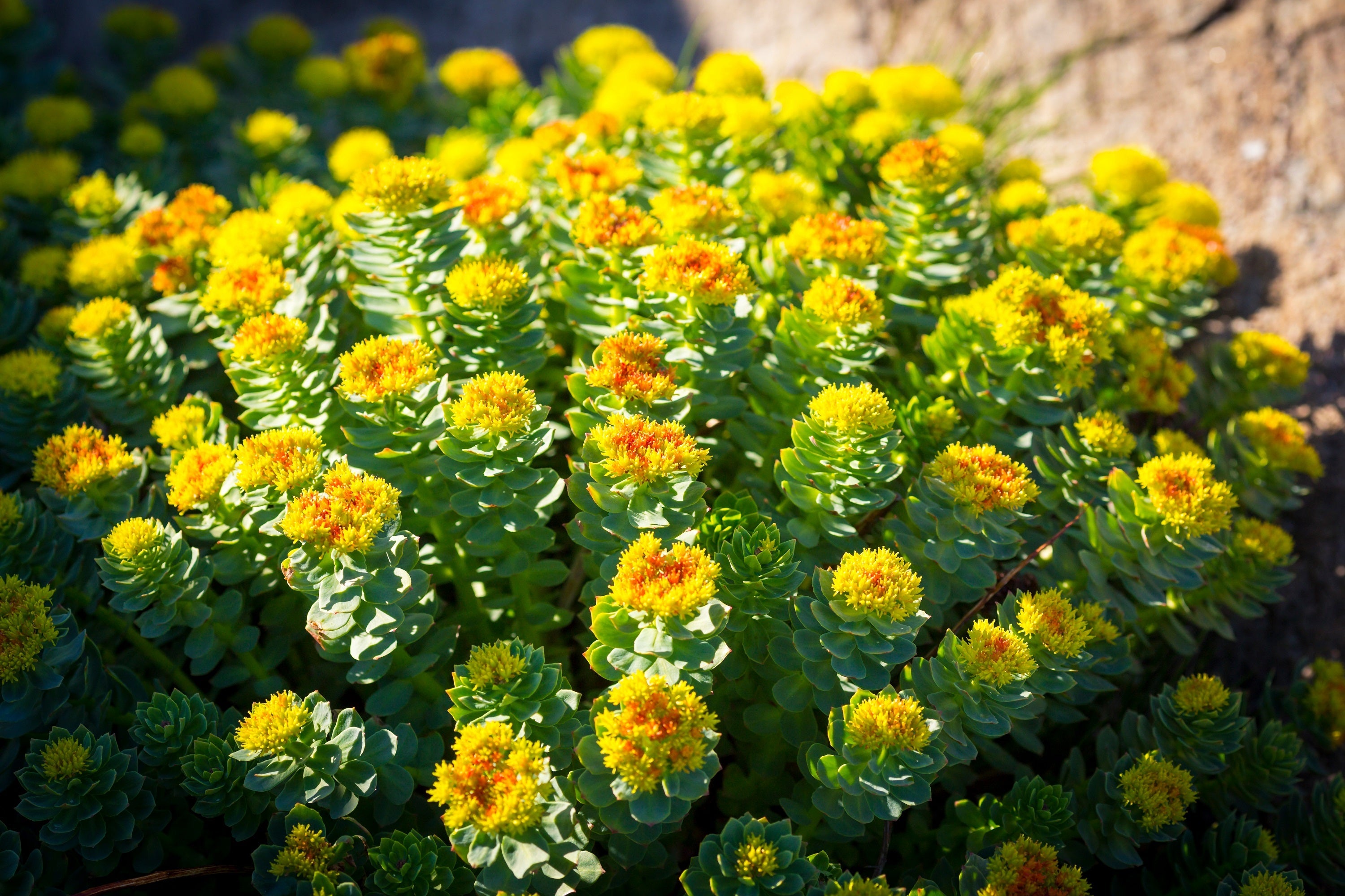25 ROSEROOT STONECROP Golden Rose Root Sedum Rhodiola Rosea Yellow Succulent Flower Seeds