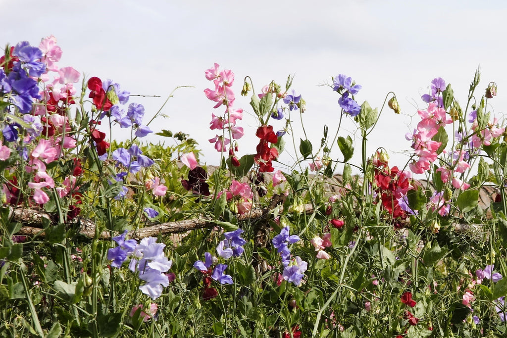 60 Mixed Colors SWEET PEA ROYAL Family Mix Lathyrus Odoratus Flower Vine Seeds