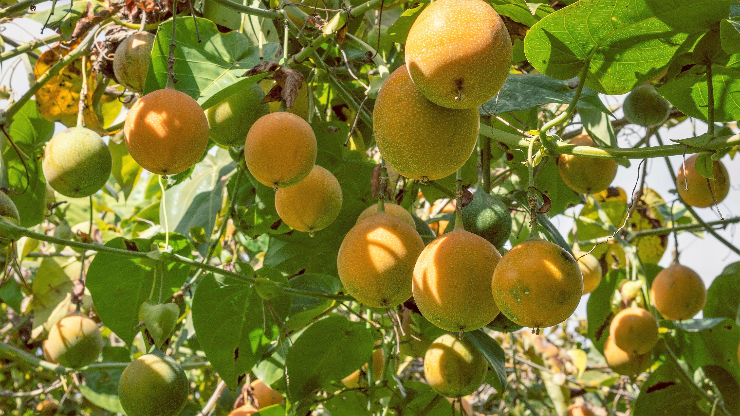 10 SWEET GRANADILLA Yellow Passionfruit Grenadia Sugar Fruit Passiflora Ligularis Huge Purple & White Flower Yellow Orange Fruit Vine Seeds