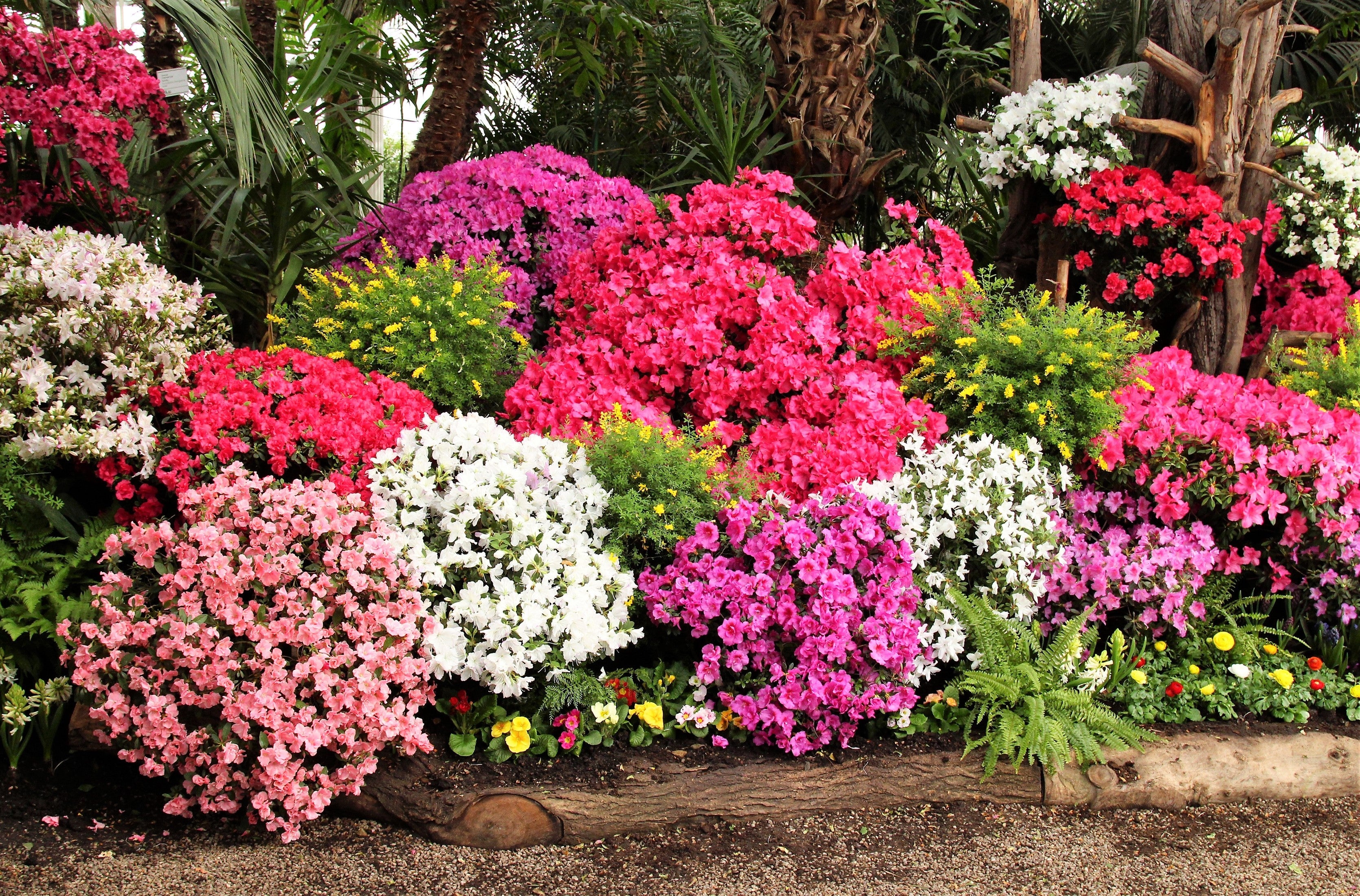 25 MIXED COLORS AZALEA Rhododendron spp. Red, Pink, Purple, White Flower Shade Bush Shrub Seeds