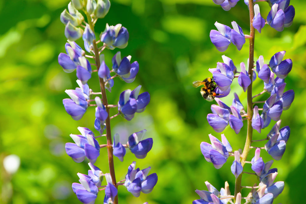 100 PERENNIAL LUPINE Blue Violet Lupinus Perennis Wild Lupine Sundial Purple Native Hummingbird Flower Seeds
