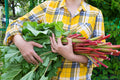 25 GLASKINS PERPETUAL RHUBARB (Pieplant) Rheum Rhabarbarum Fruit Vegetable Seeds