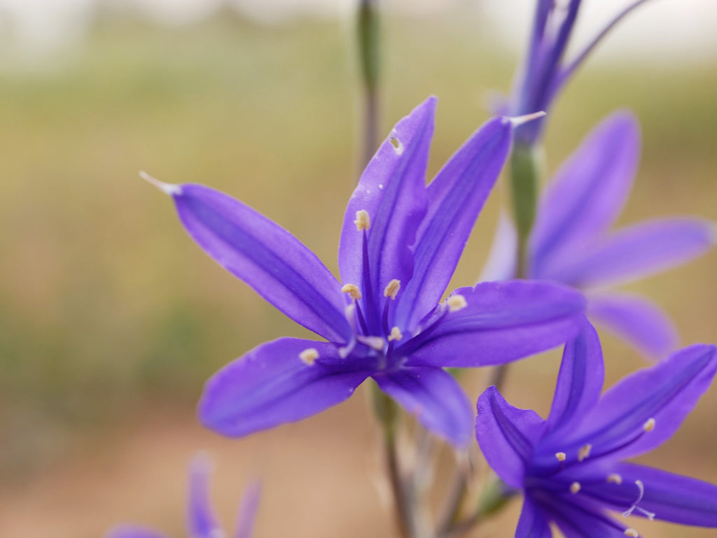 10 BLUE SIBERIAN LILY Mountain Ixia Altai Ixiolirion Tataricum Flower Seeds