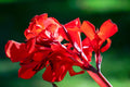 5 RED CANNA LILY Indian Shot Canna Indica Flower Seeds