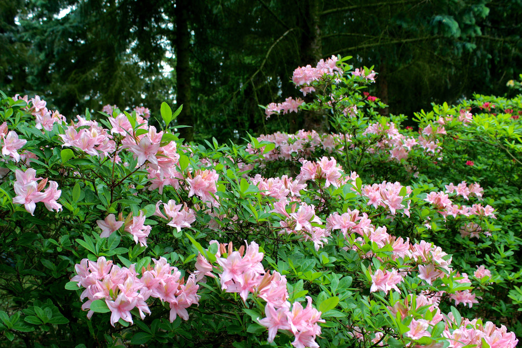 20 WESTERN AZALEA Pink White Yellow Shrub Flower Rhododendron Occidentale Seeds