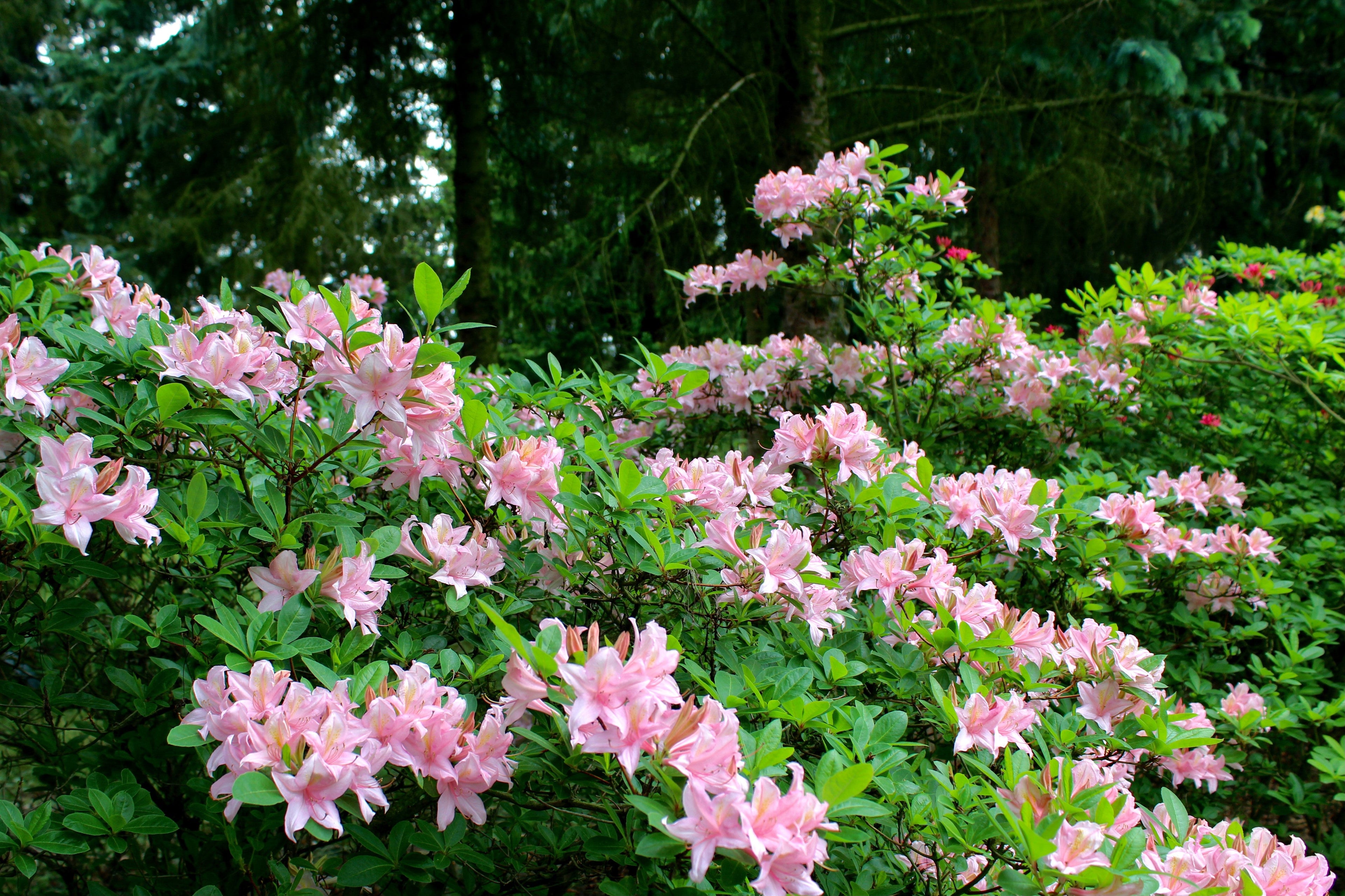 20 WESTERN AZALEA Pink White Yellow Shrub Flower Rhododendron Occidentale Seeds