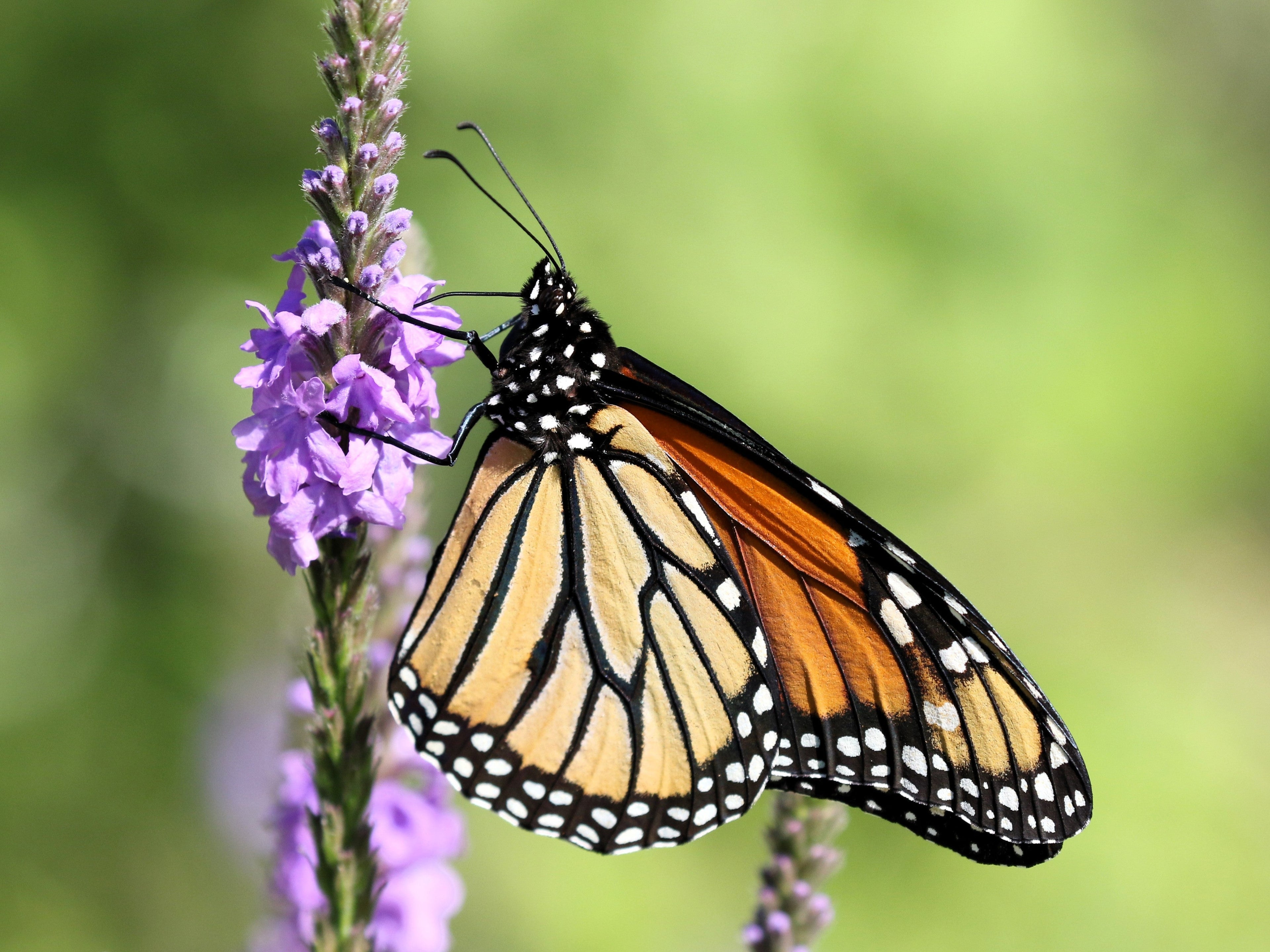 500 Purple HOARY VERVAIN Verbena Stricta Flower Seeds
