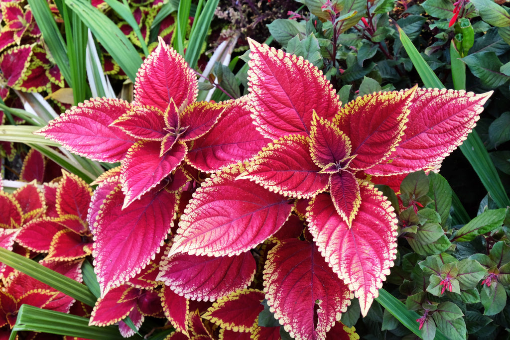 100 Mixed Colors COLEUS RAINBOW MIX Shade Houseplant Solenostemon Flower Seeds